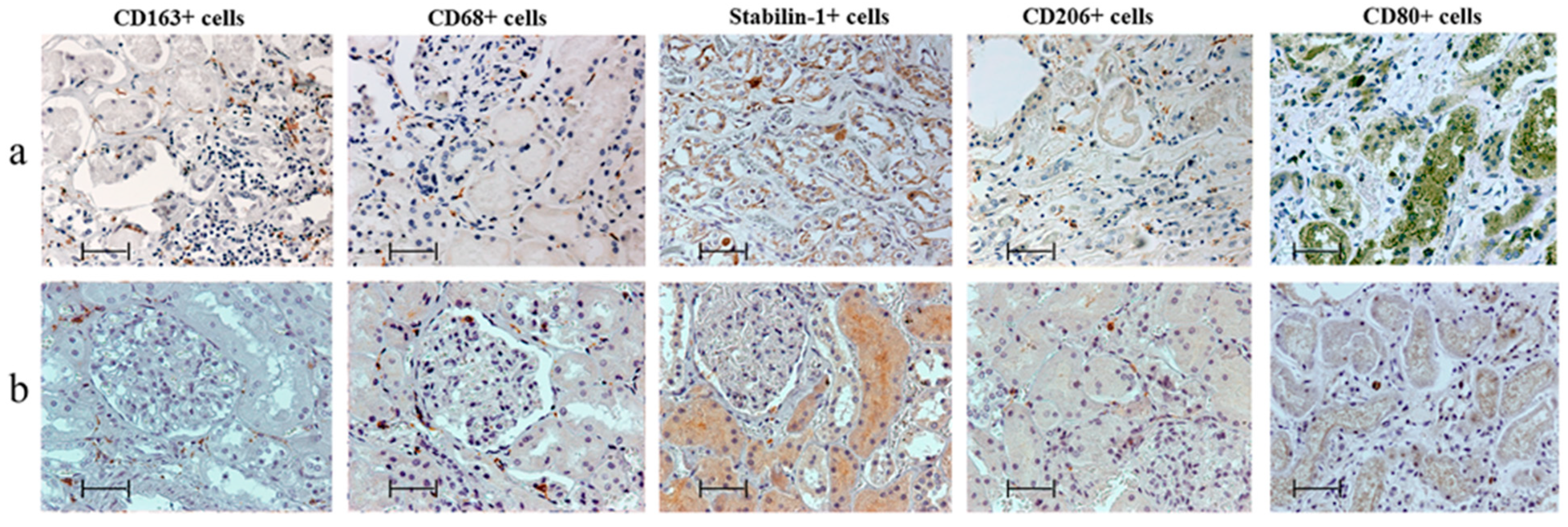 Biomedicines 11 01843 g001 Biomedicines 11 01843 g001