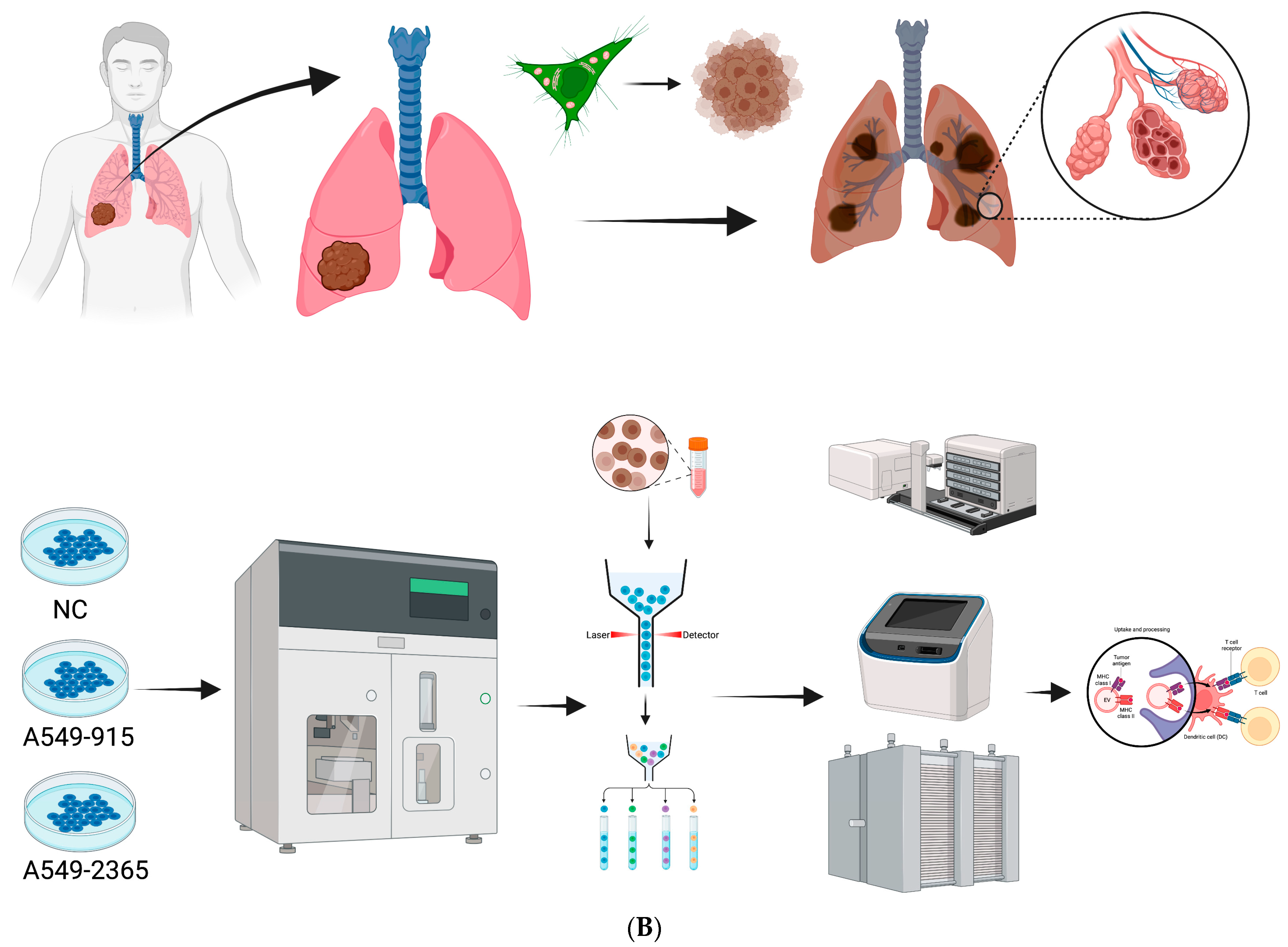 Biomedicines 11 01861 g001b