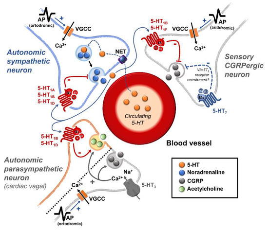 Biomedicines 11 01864 g001 550