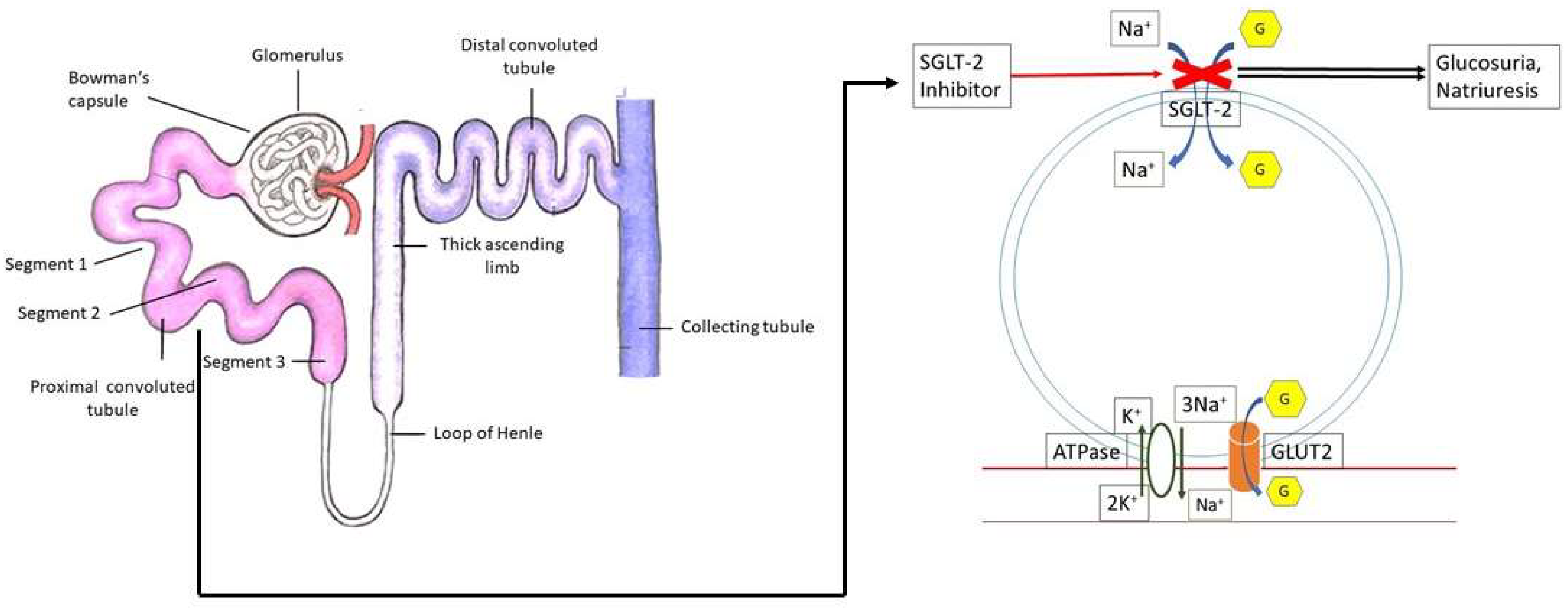 Biomedicines 11 01867 g001 Biomedicines 11 01867 g001