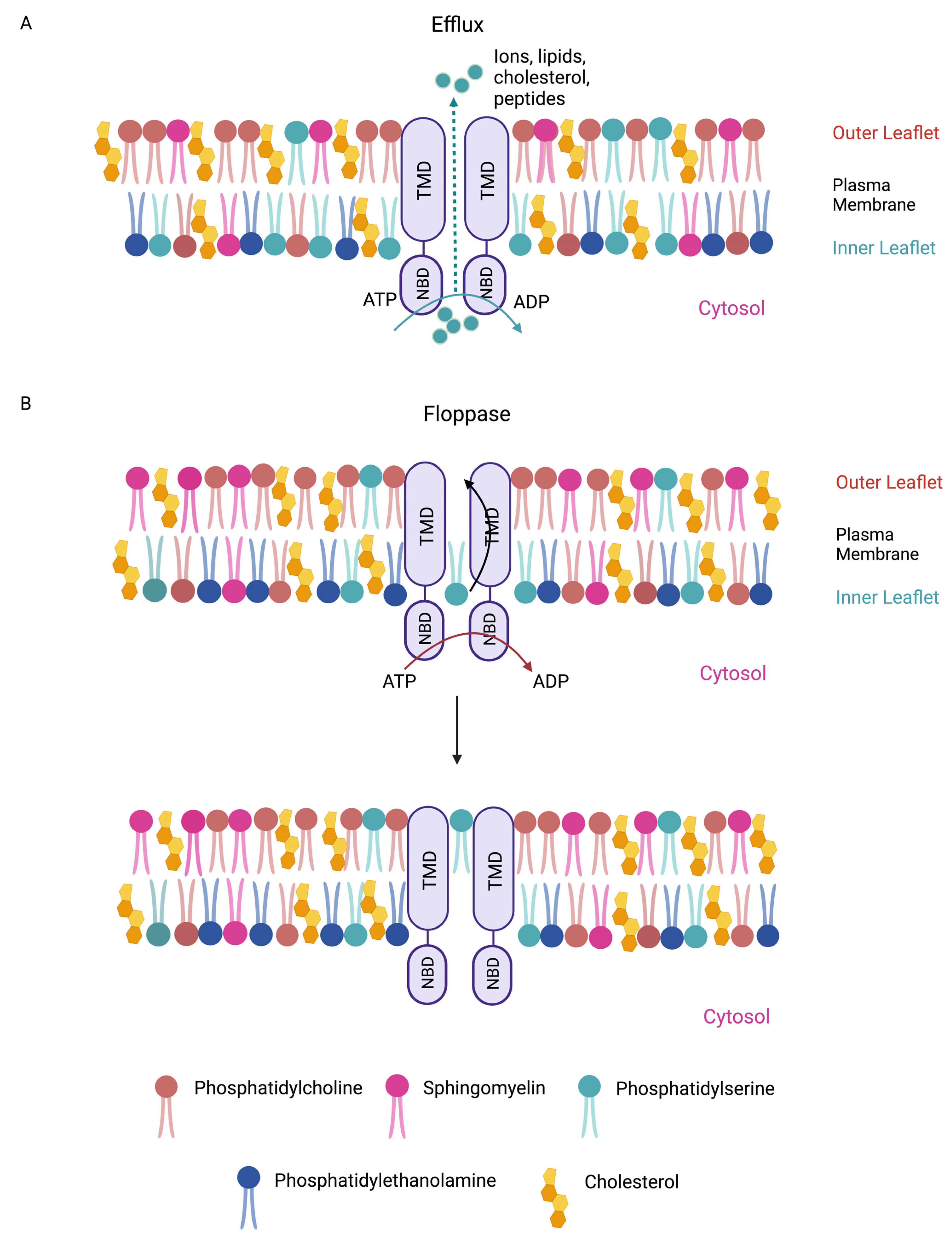 Biomedicines 11 01868 g001
