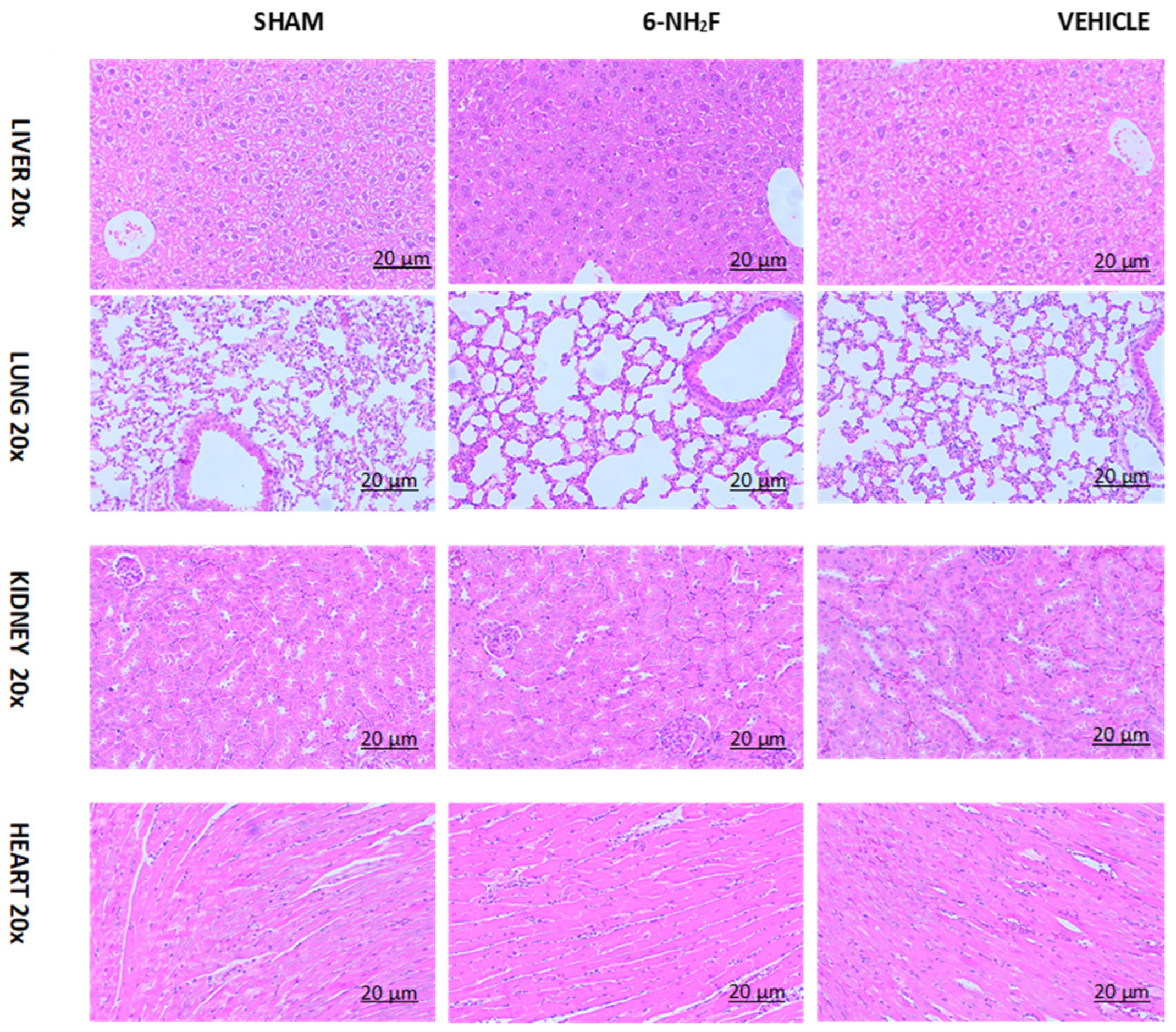 Biomedicines 11 01870 g011 Biomedicines 11 01870 g011