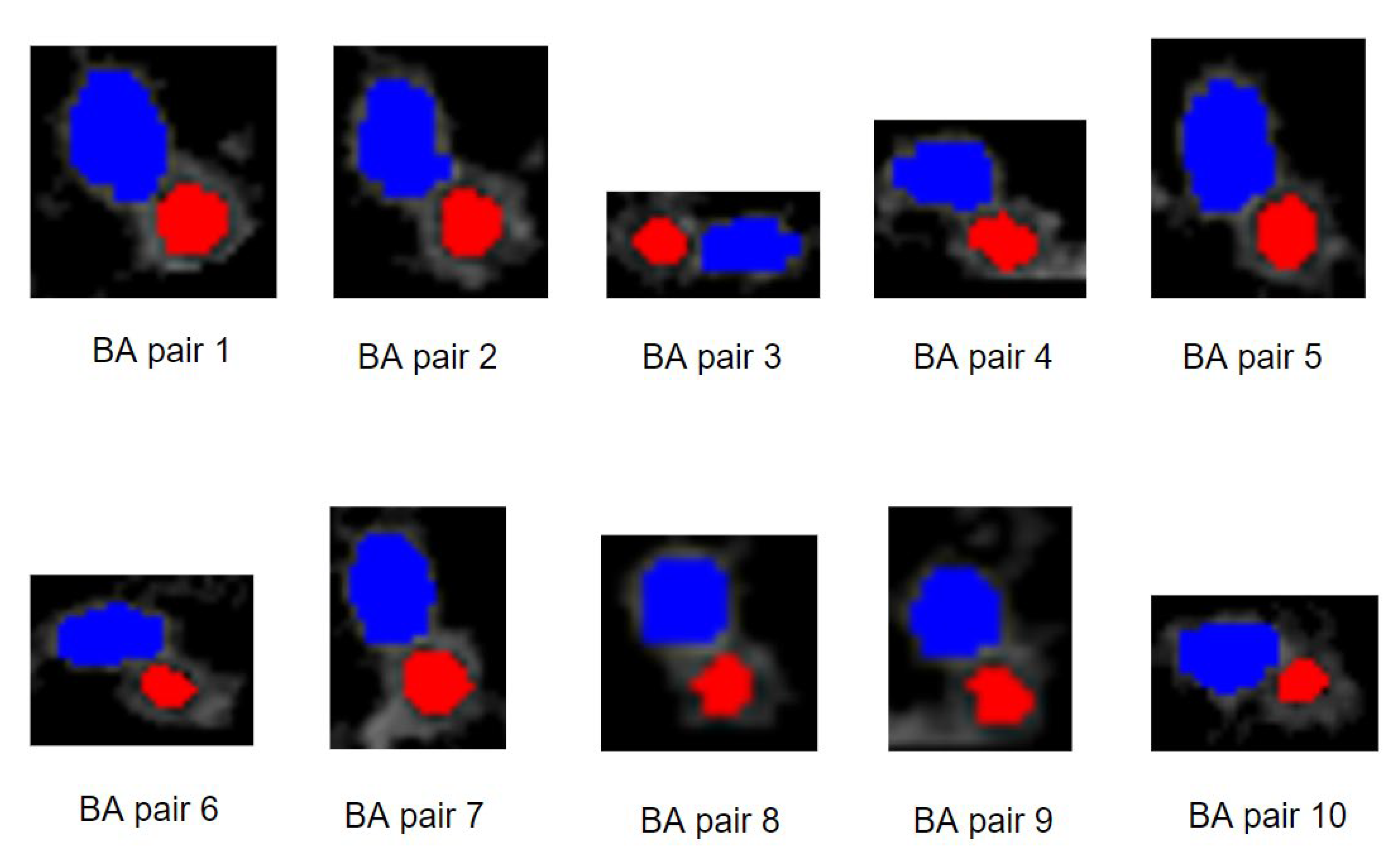 Biomedicines 11 01874 g015 Biomedicines 11 01874 g015