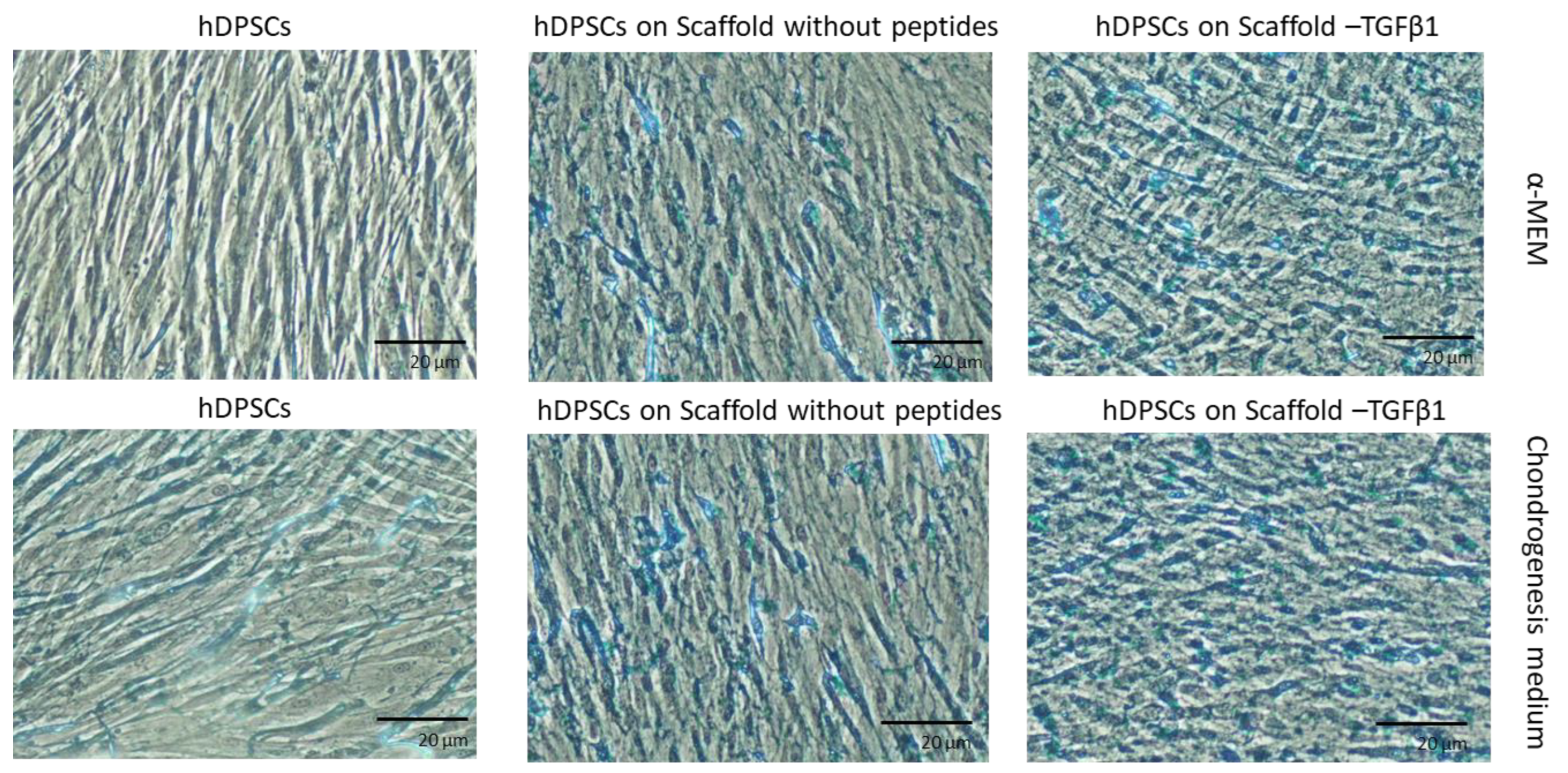 Biomedicines 11 01890 g013