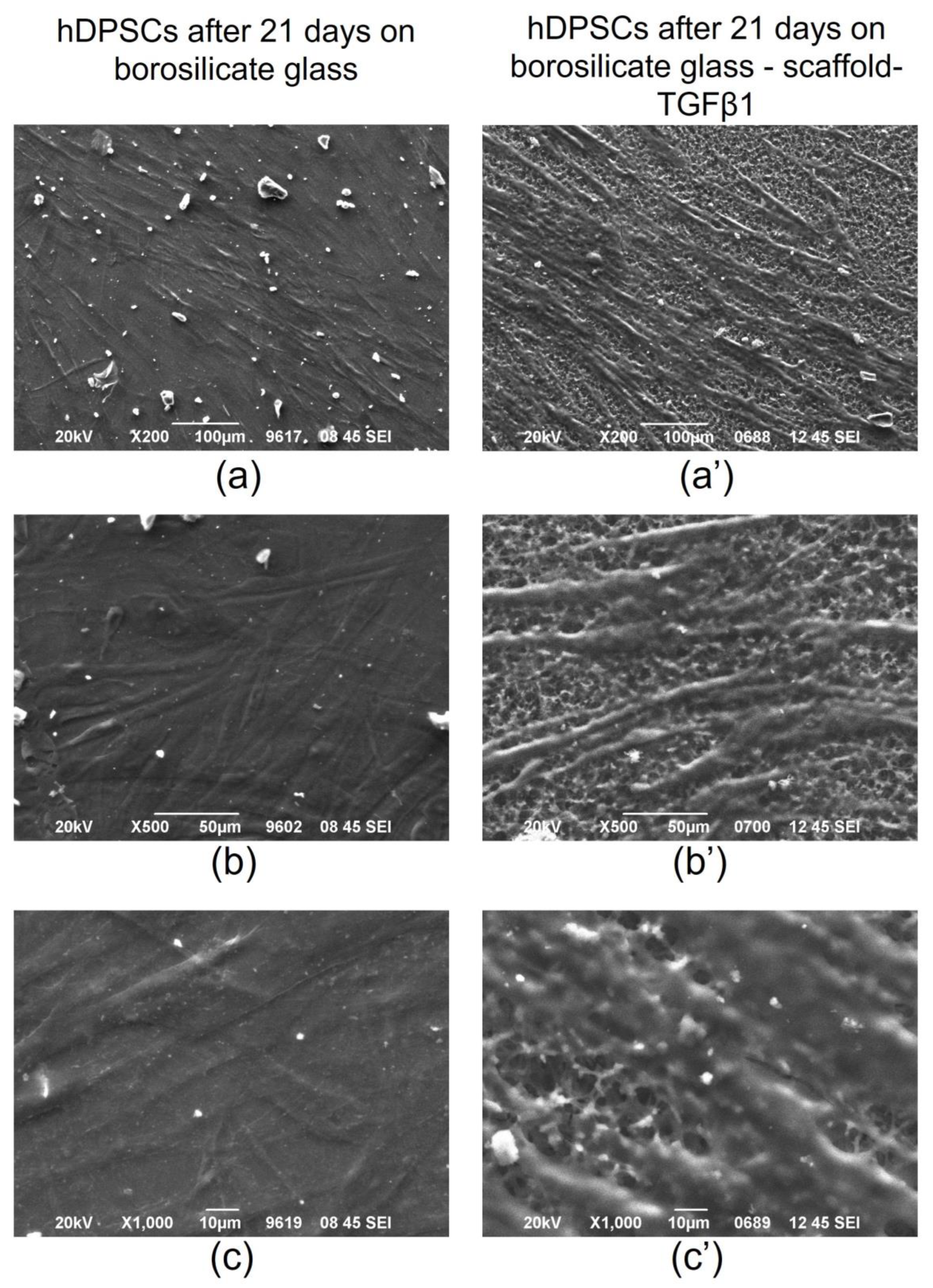 Biomedicines 11 01890 g014