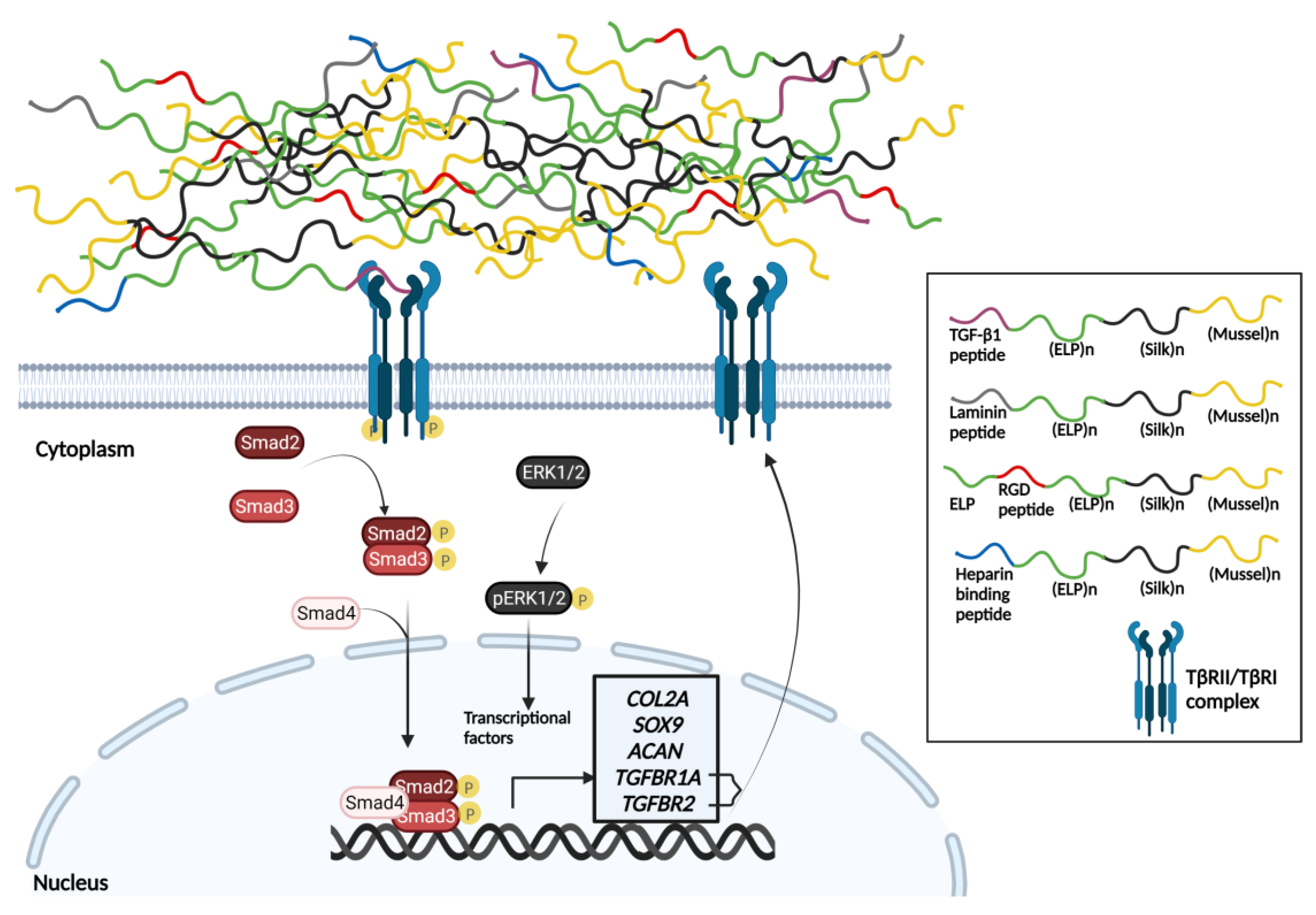 Biomedicines 11 01890 g015