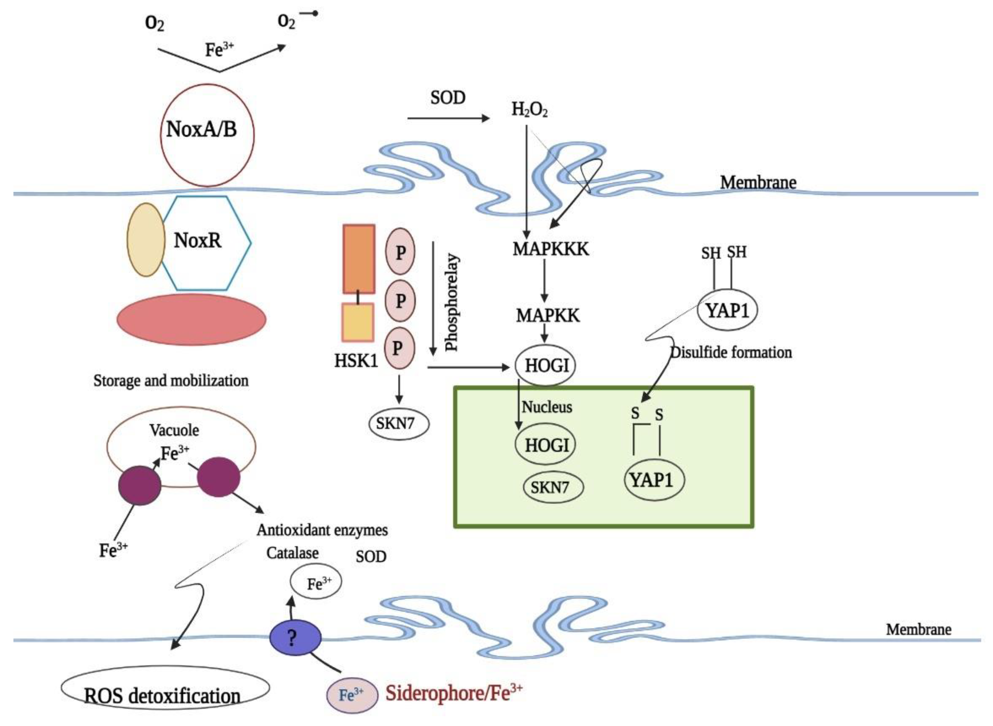 Biomedicines 11 01892 g004 Biomedicines 11 01892 g004