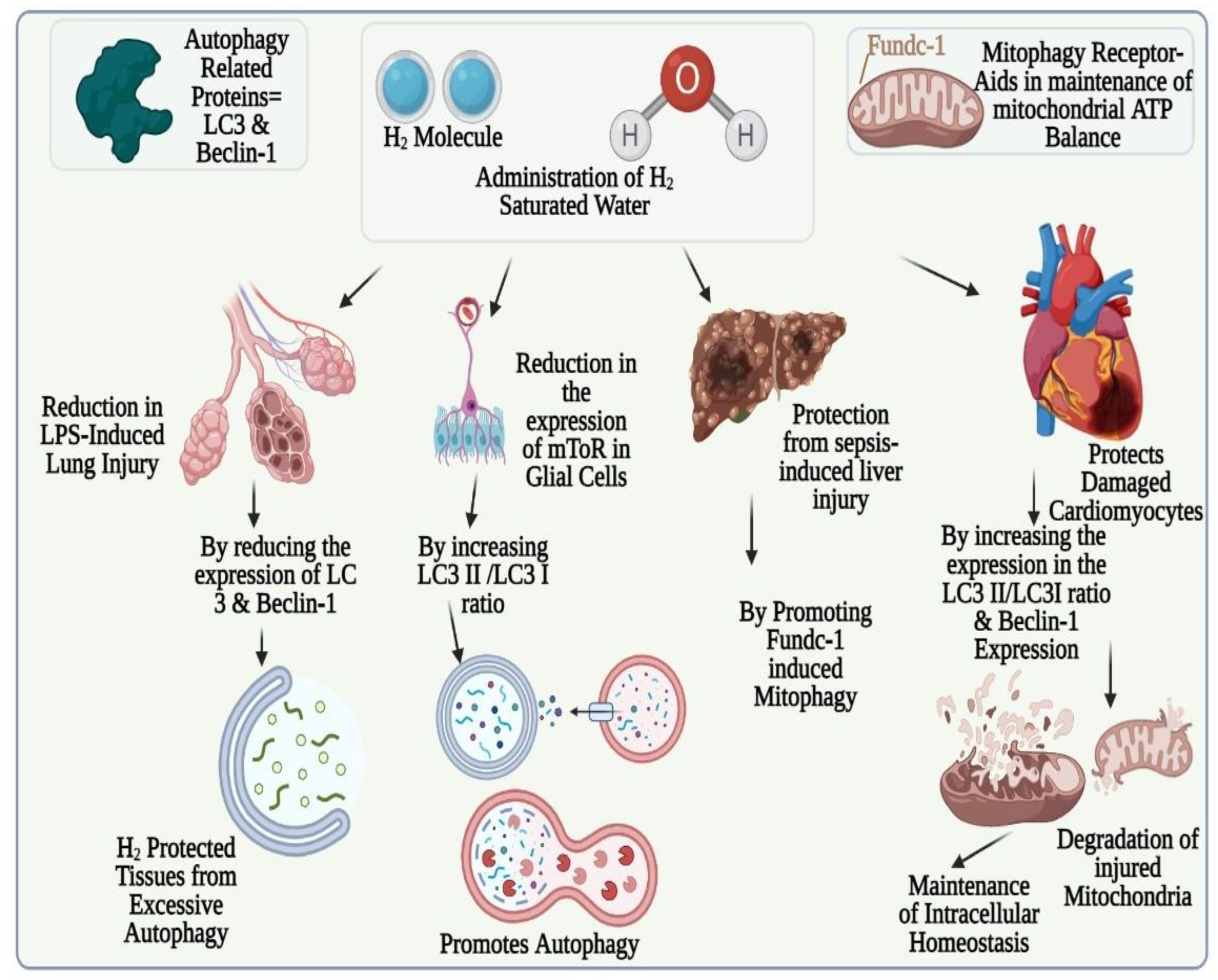 Biomedicines 11 01892 g006 Biomedicines 11 01892 g006