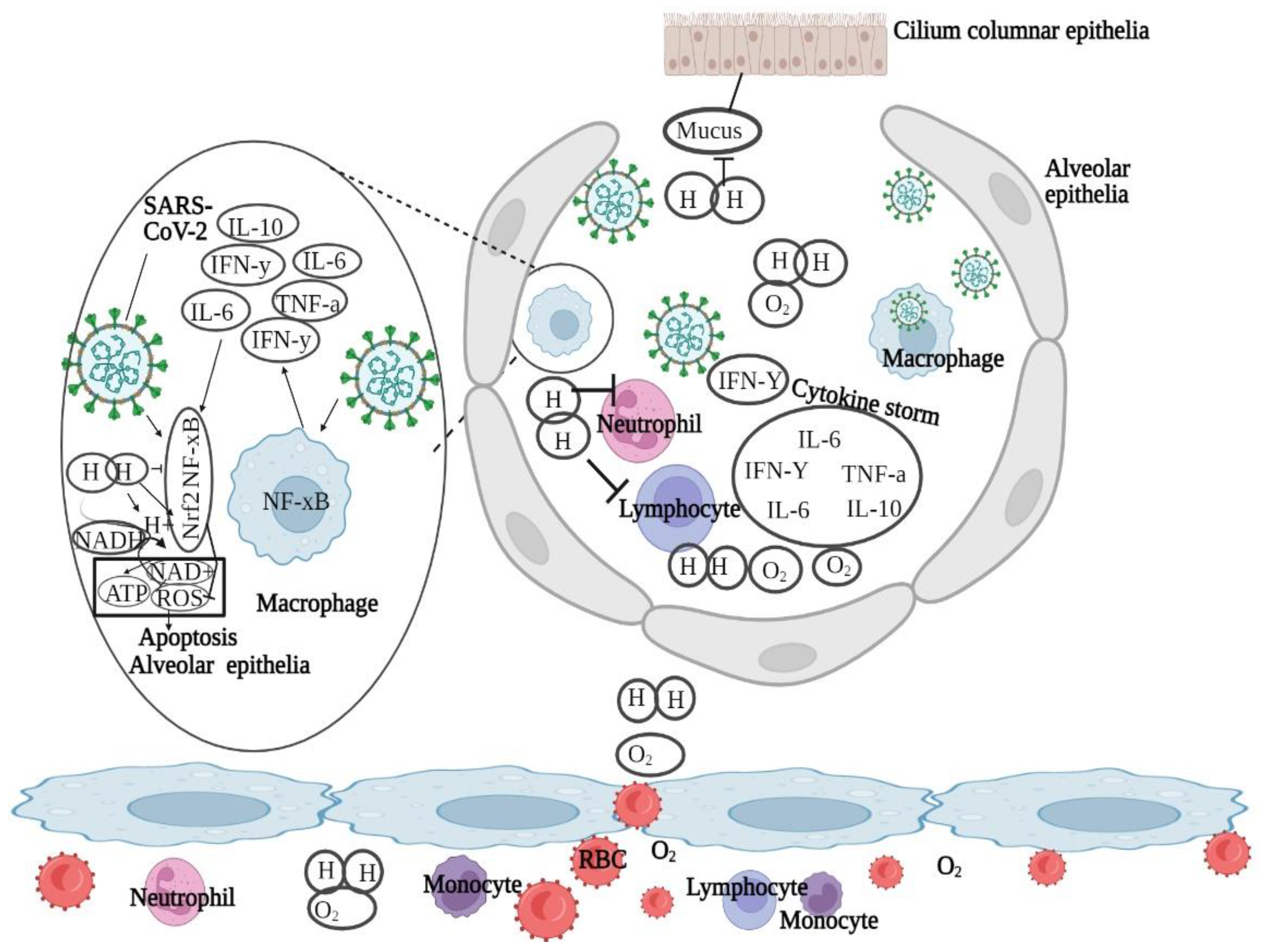 Biomedicines 11 01892 g007 Biomedicines 11 01892 g007