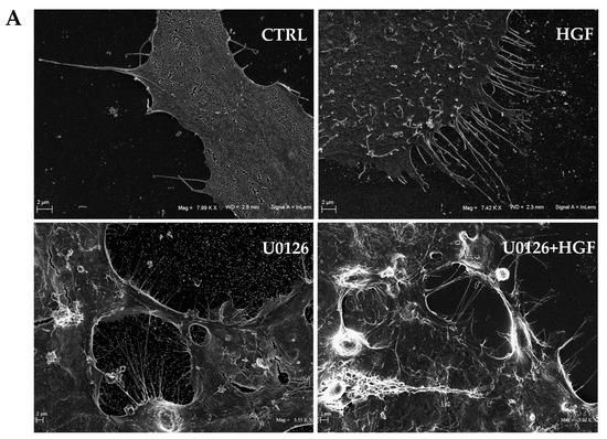 ERKページ MAPK/ERK Pathway (阻害剤 Agonists Modulators Antagonists