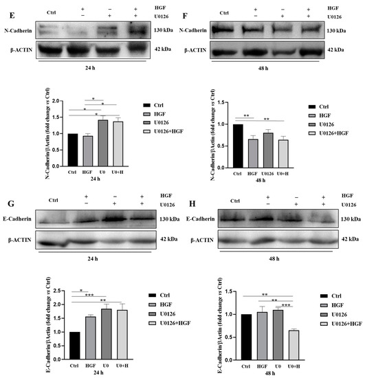 ERKページ MAPK/ERK Pathway (阻害剤 Agonists Modulators Antagonists