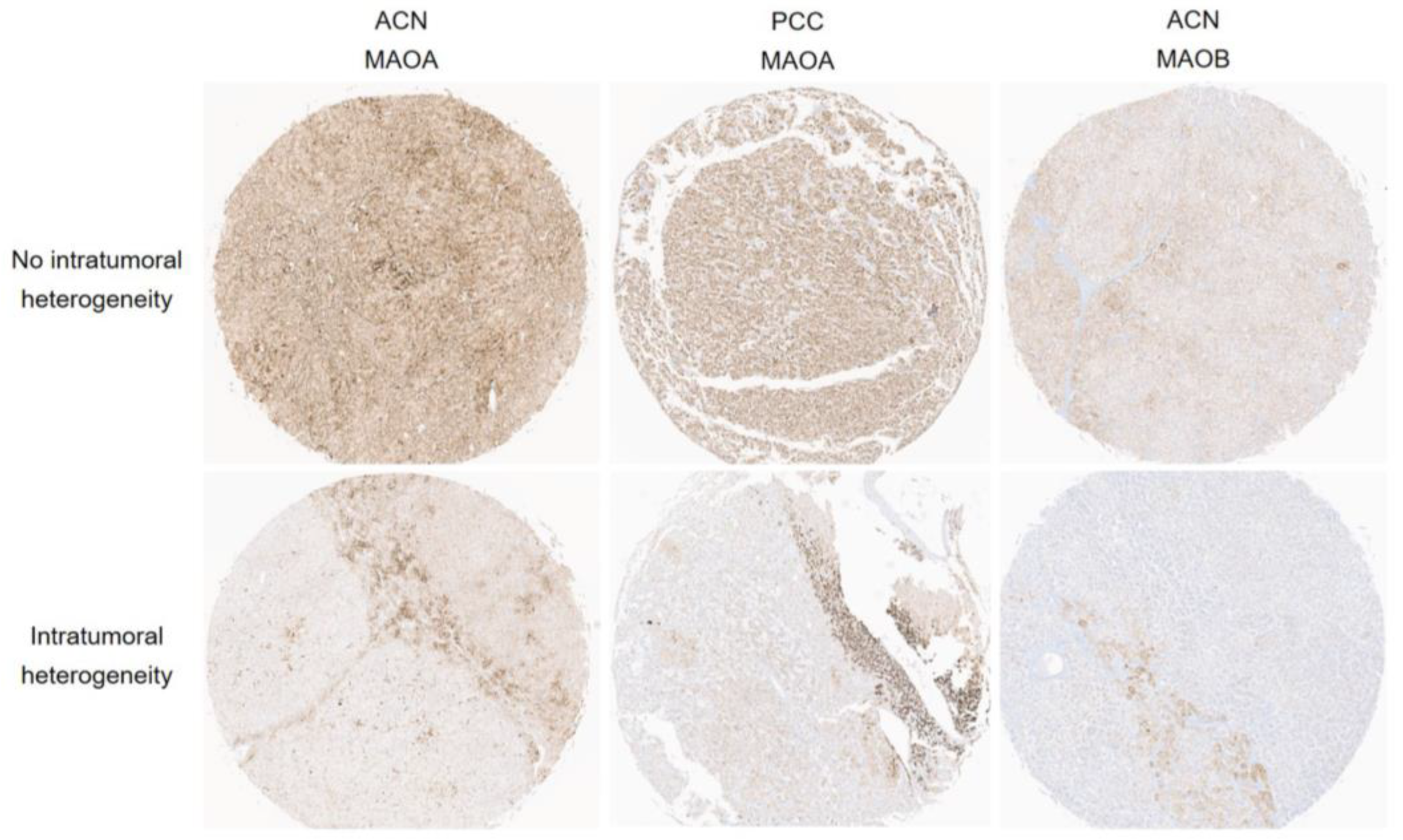 Biomedicines 11 01896 g003 Biomedicines 11 01896 g003