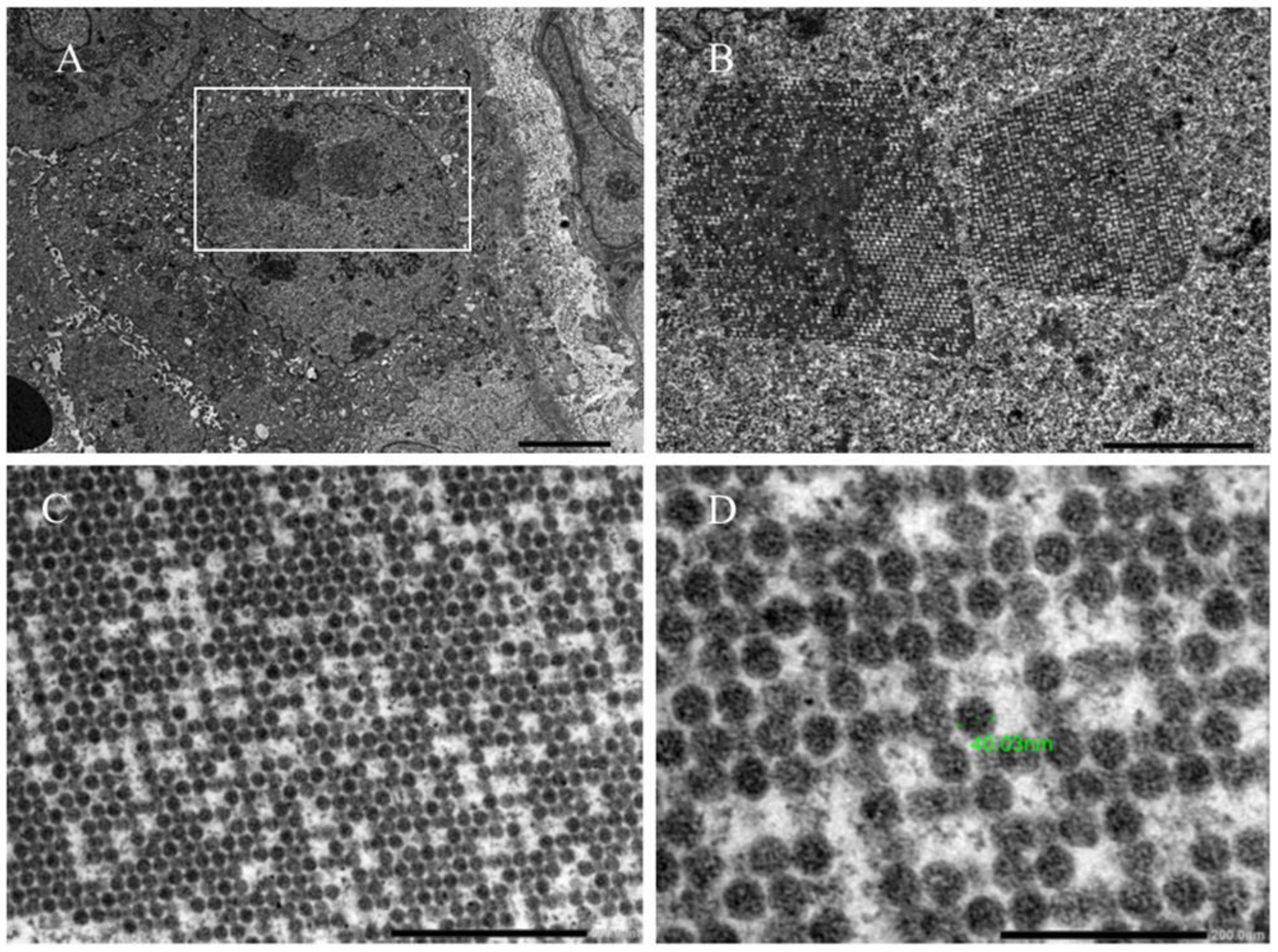 Biomedicines 11 01902 g003