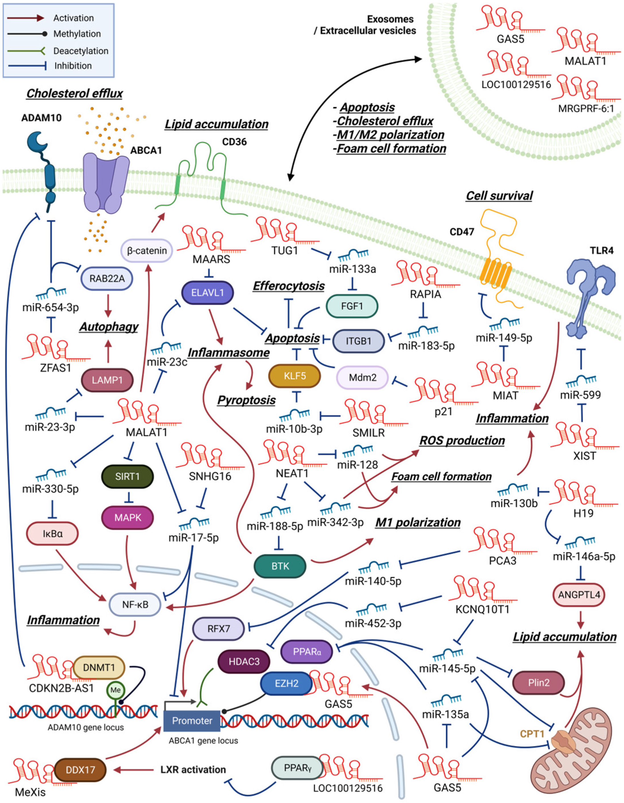Role of Macrophage lncRNAs in Mediating Inflammatory