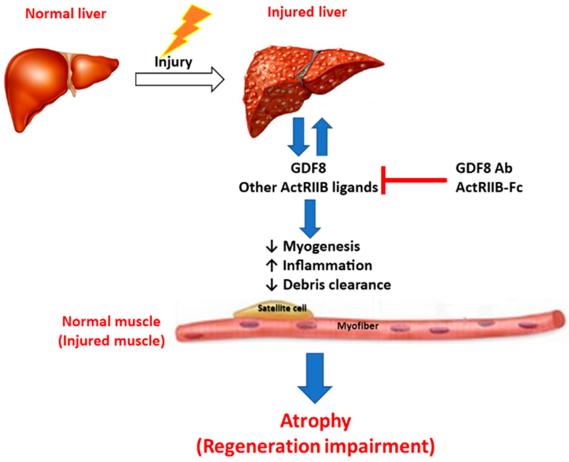 Biomedicines 11 01909 g011