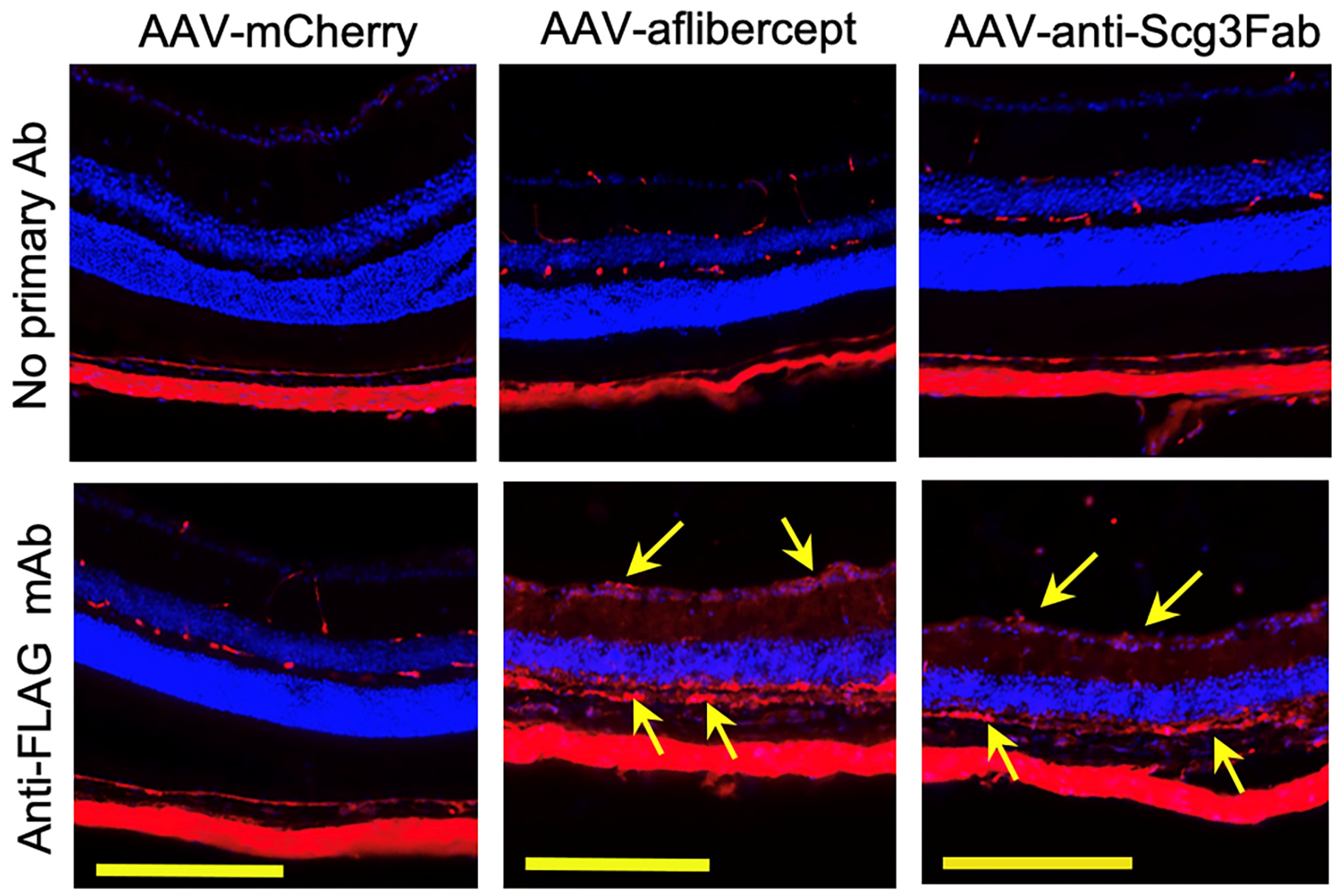 Biomedicines 11 01910 g005