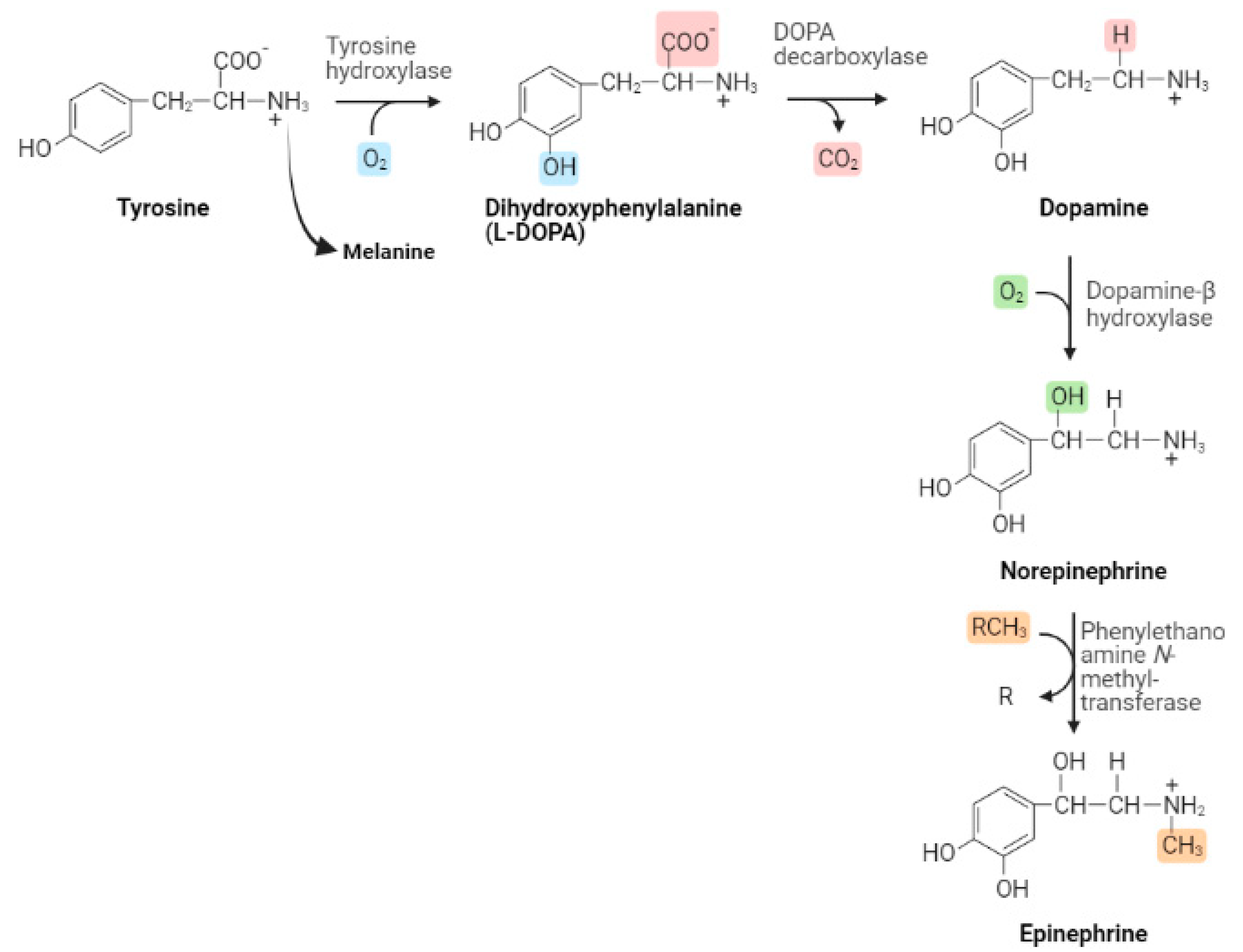 Biomedicines 11 01917 g001 Biomedicines 11 01917 g001