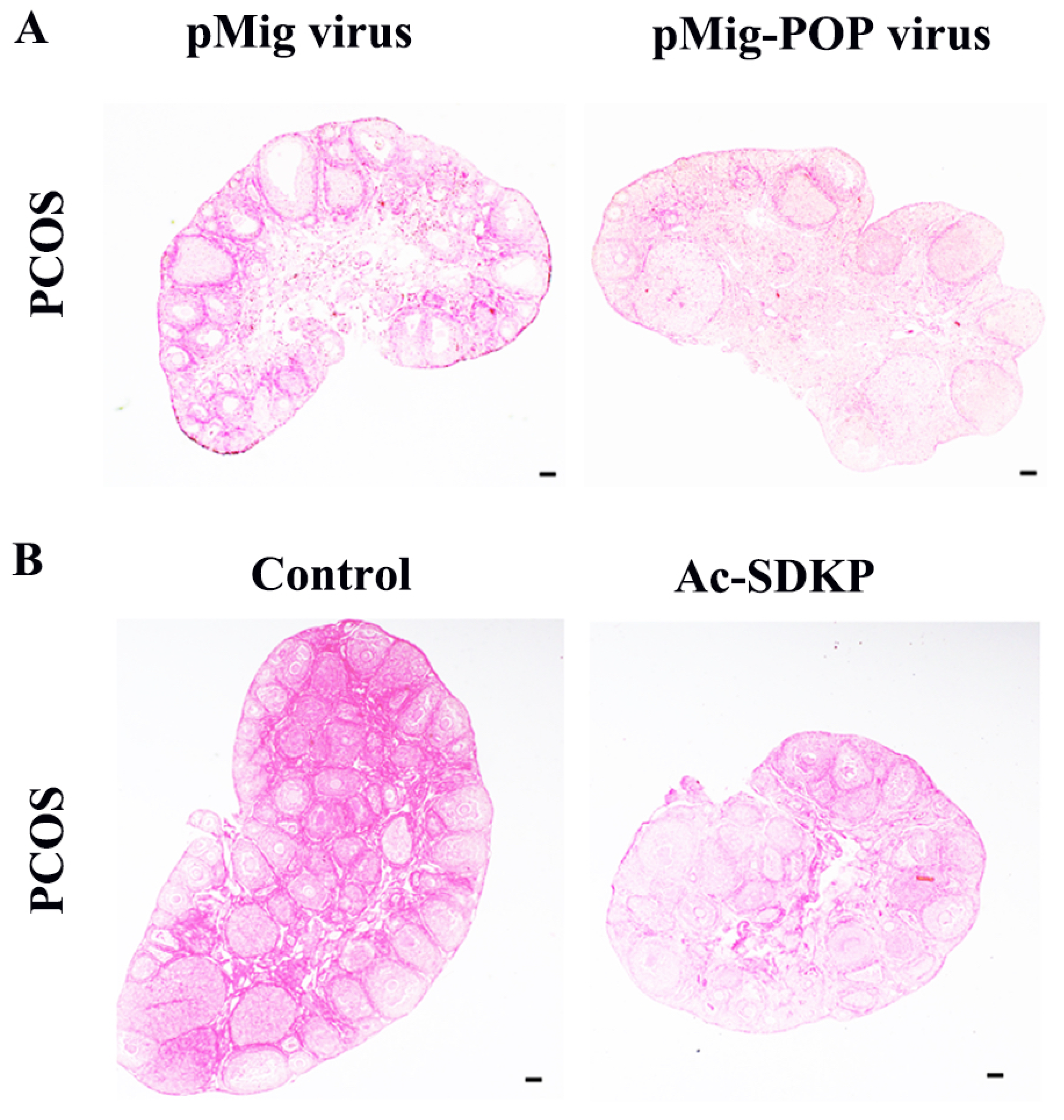 Biomedicines 11 01927 g006 Biomedicines 11 01927 g006