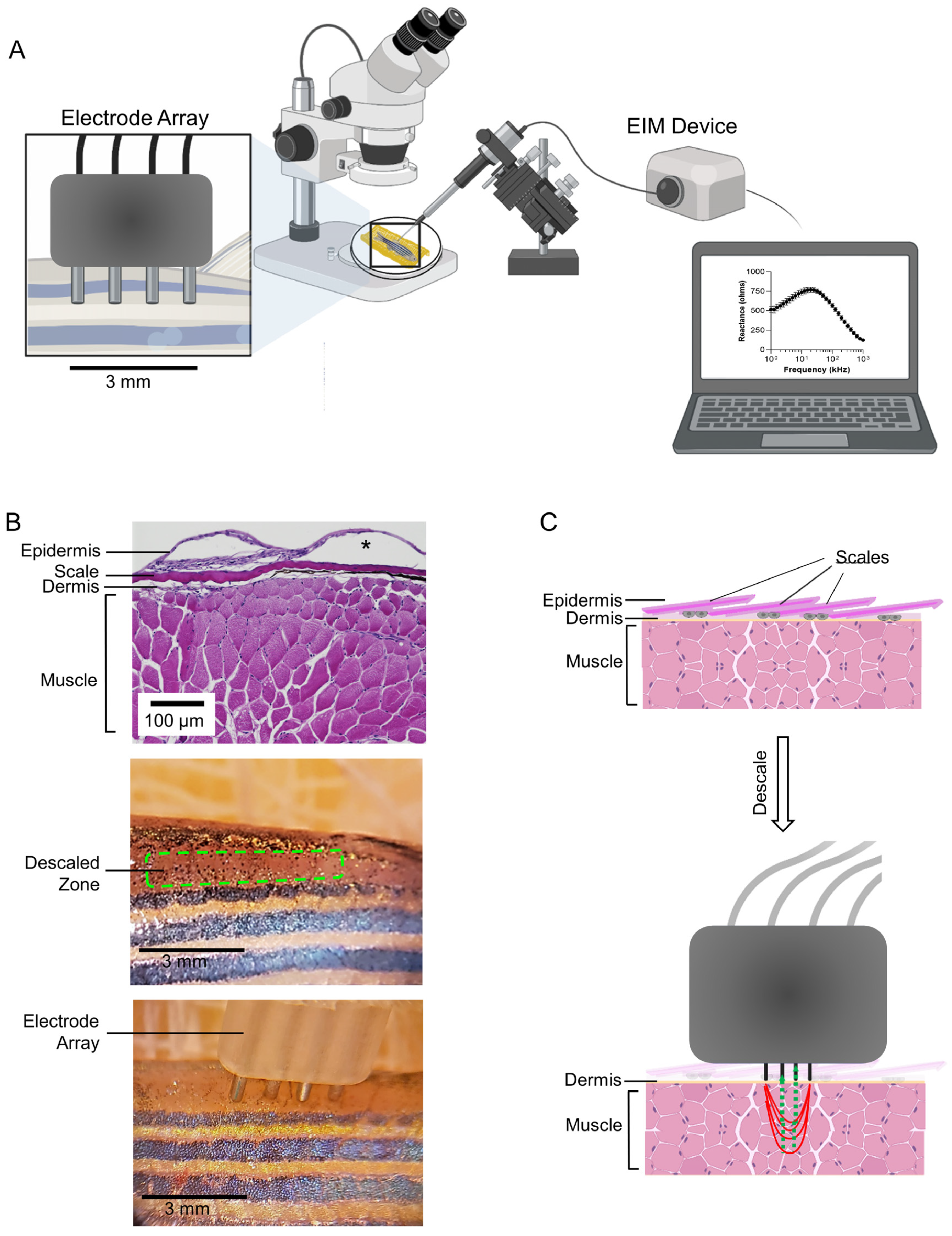 Biomedicines 11 01938 g001