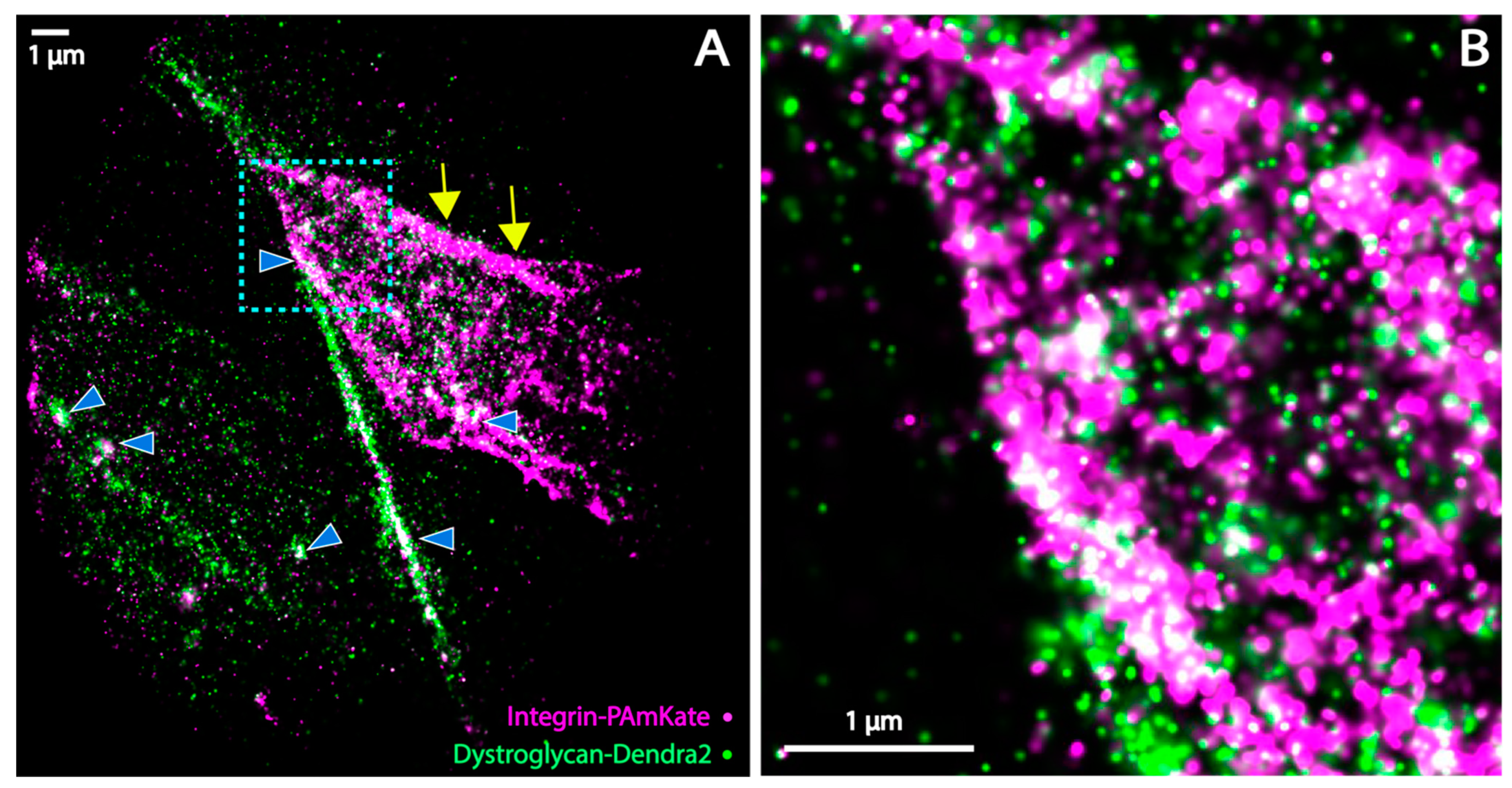 Biomedicines 11 01941 g008