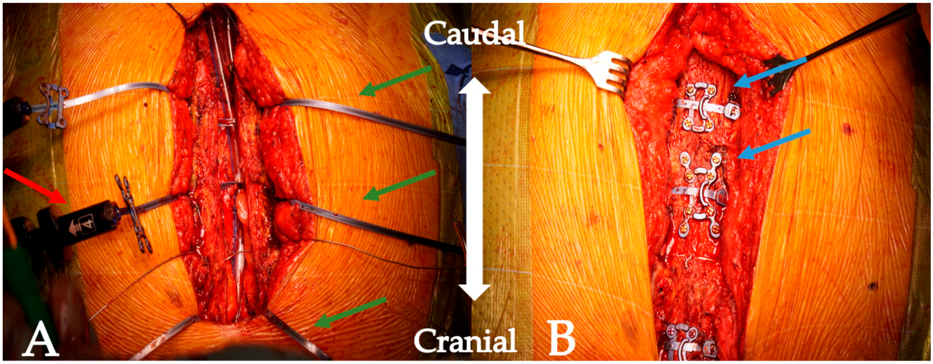 Biomedicines 11 01946 g001