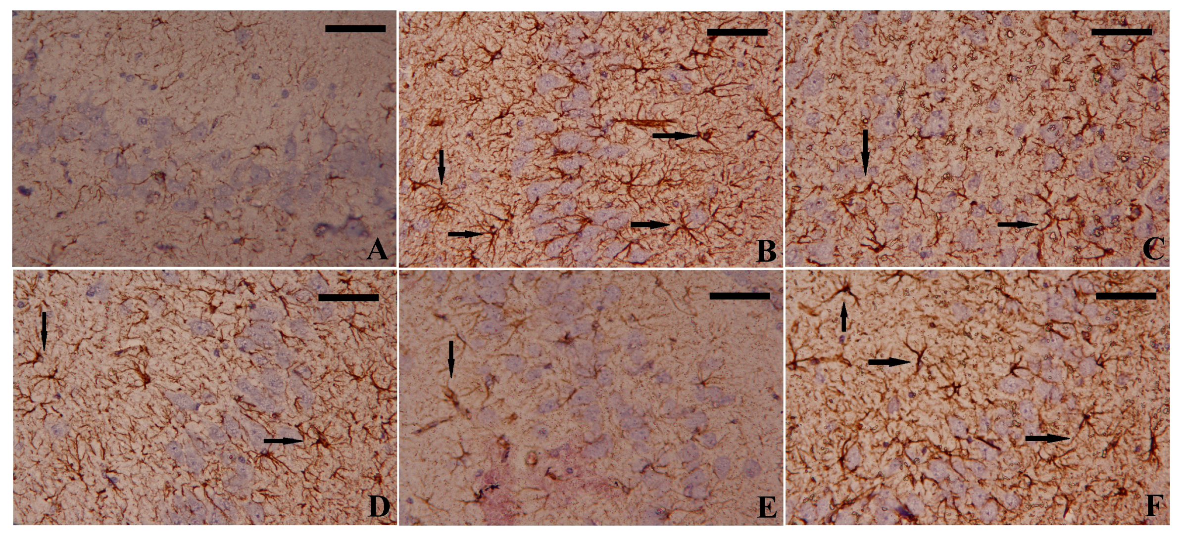 Biomedicines 11 01955 g007