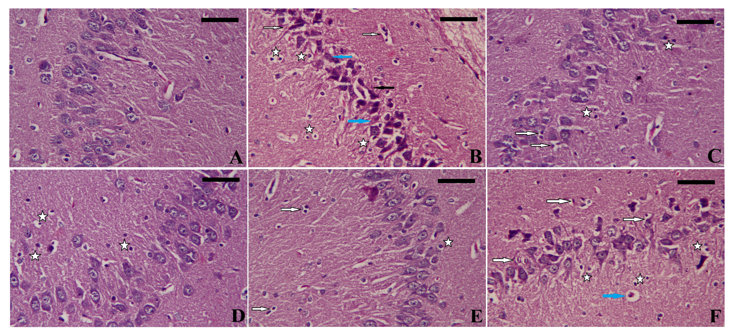 Biomedicines 11 01955 g008
