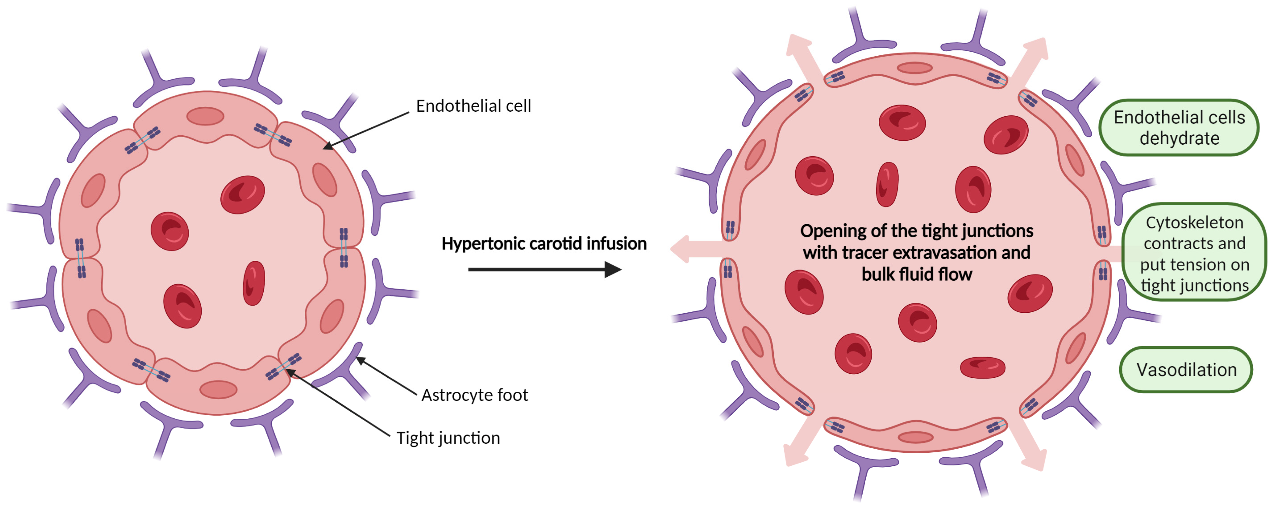 Biomedicines 11 01957 g001 Biomedicines 11 01957 g001