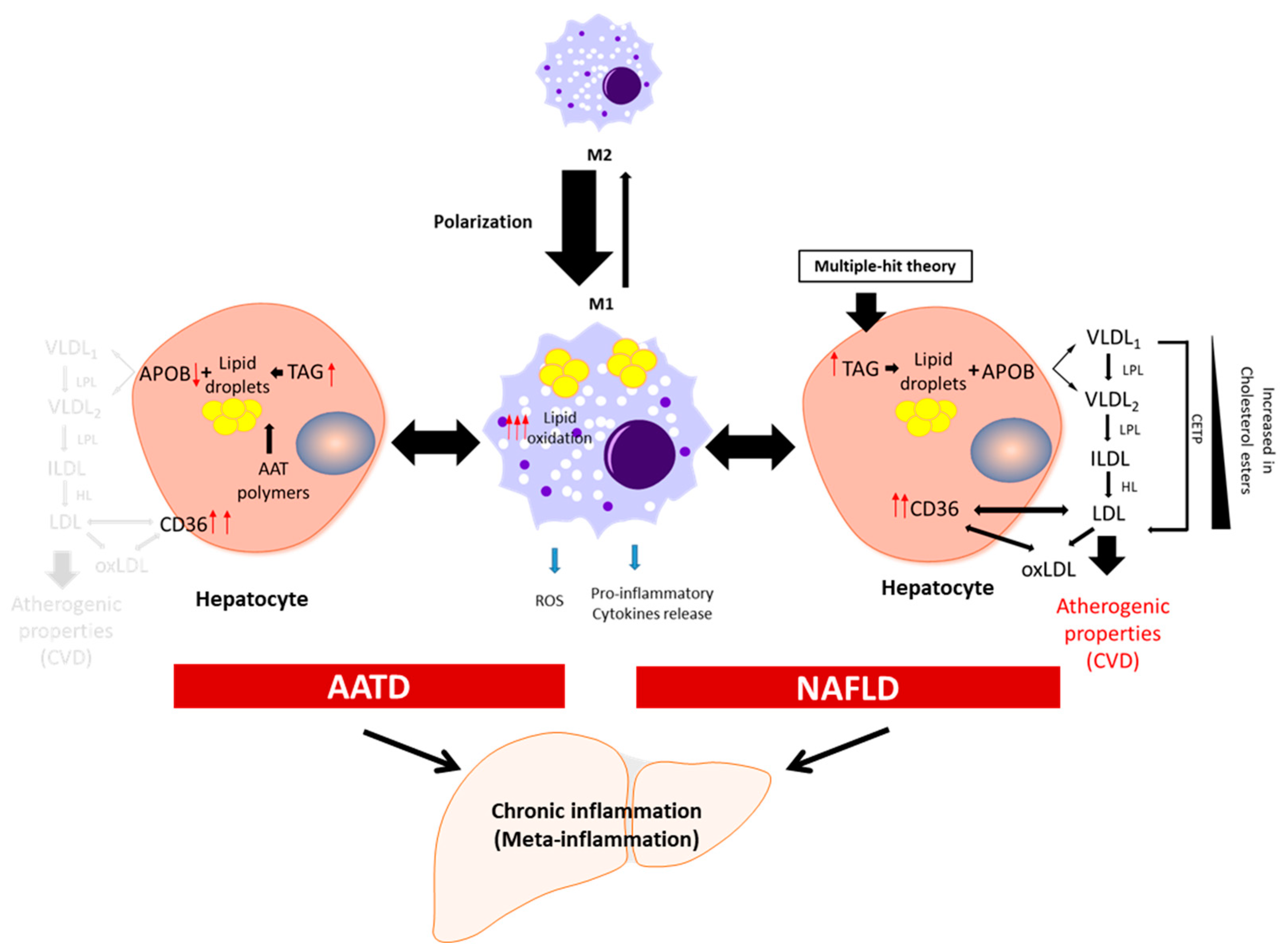 Biomedicines 11 01961 g001 Biomedicines 11 01961 g001