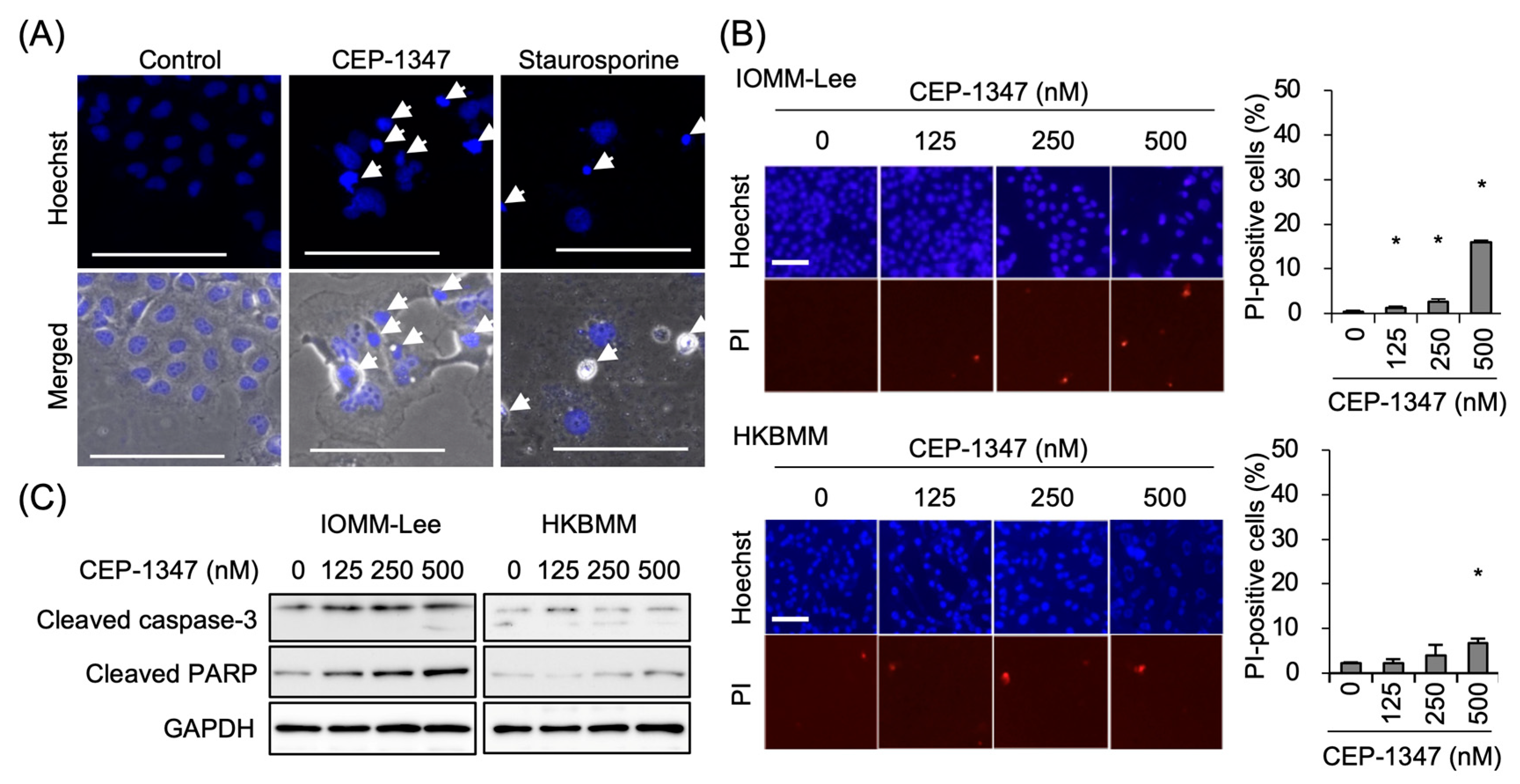 Biomedicines 11 01967 g002