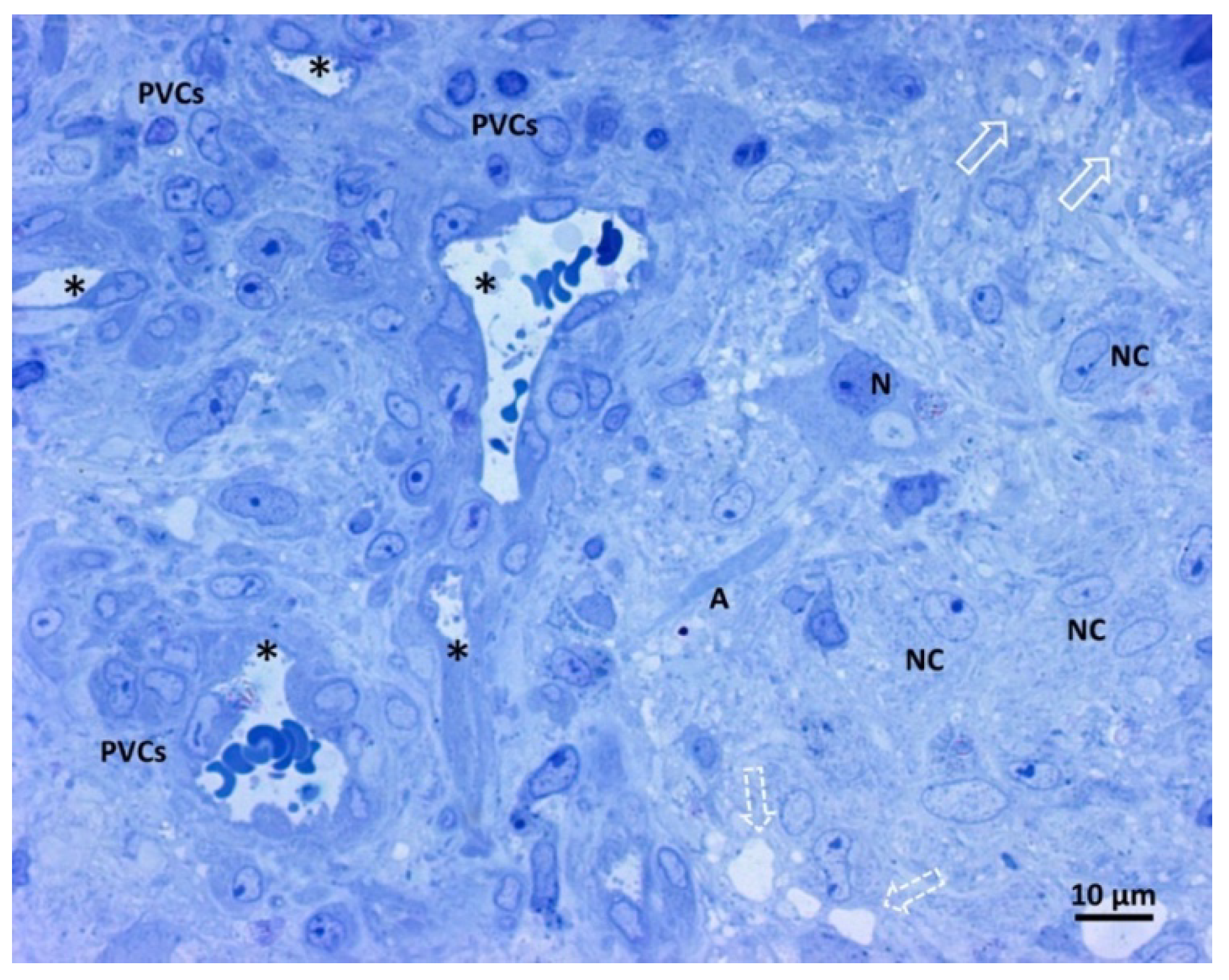 Biomedicines 11 01968 g003 Biomedicines 11 01968 g003