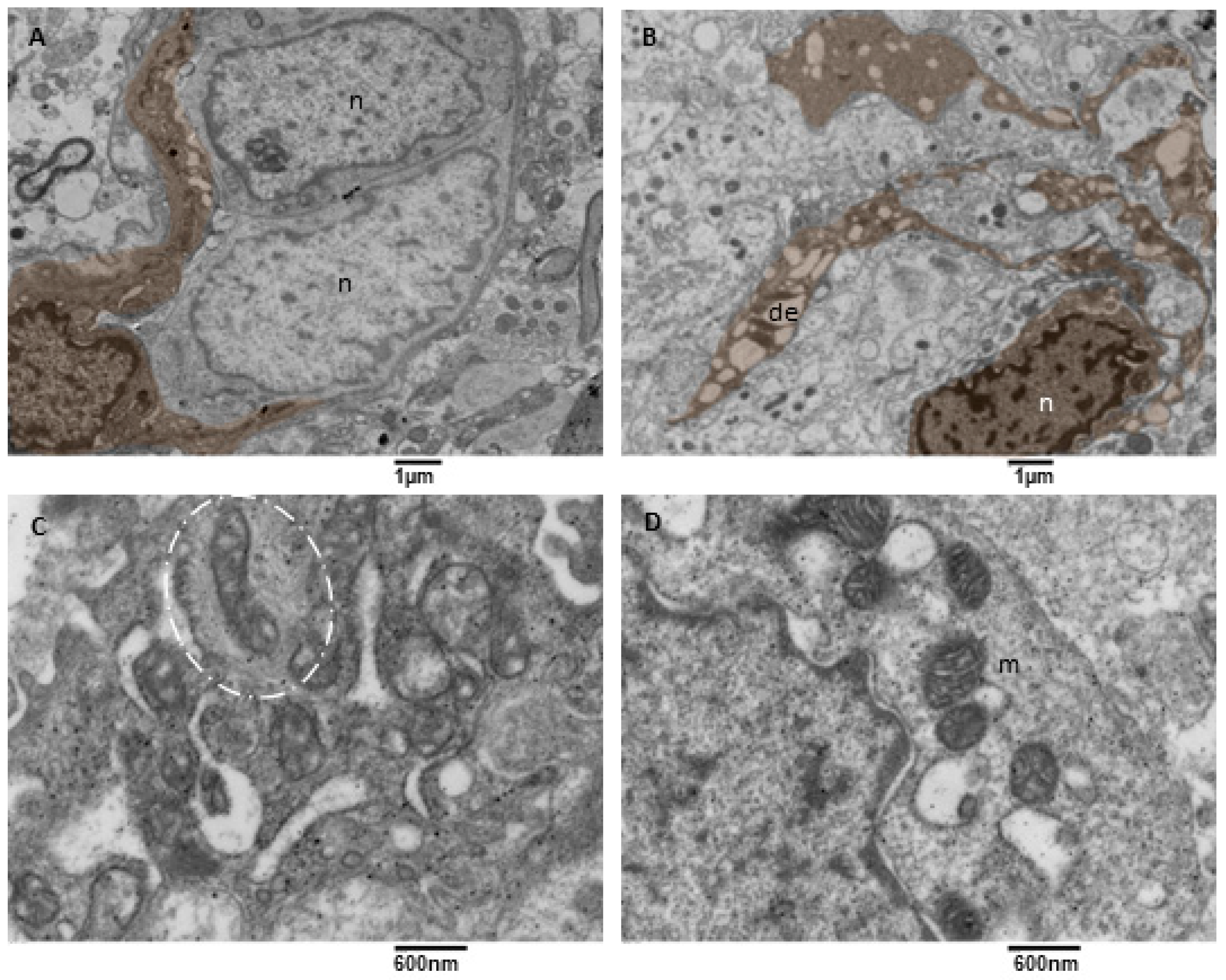 Biomedicines 11 01968 g009 Biomedicines 11 01968 g009