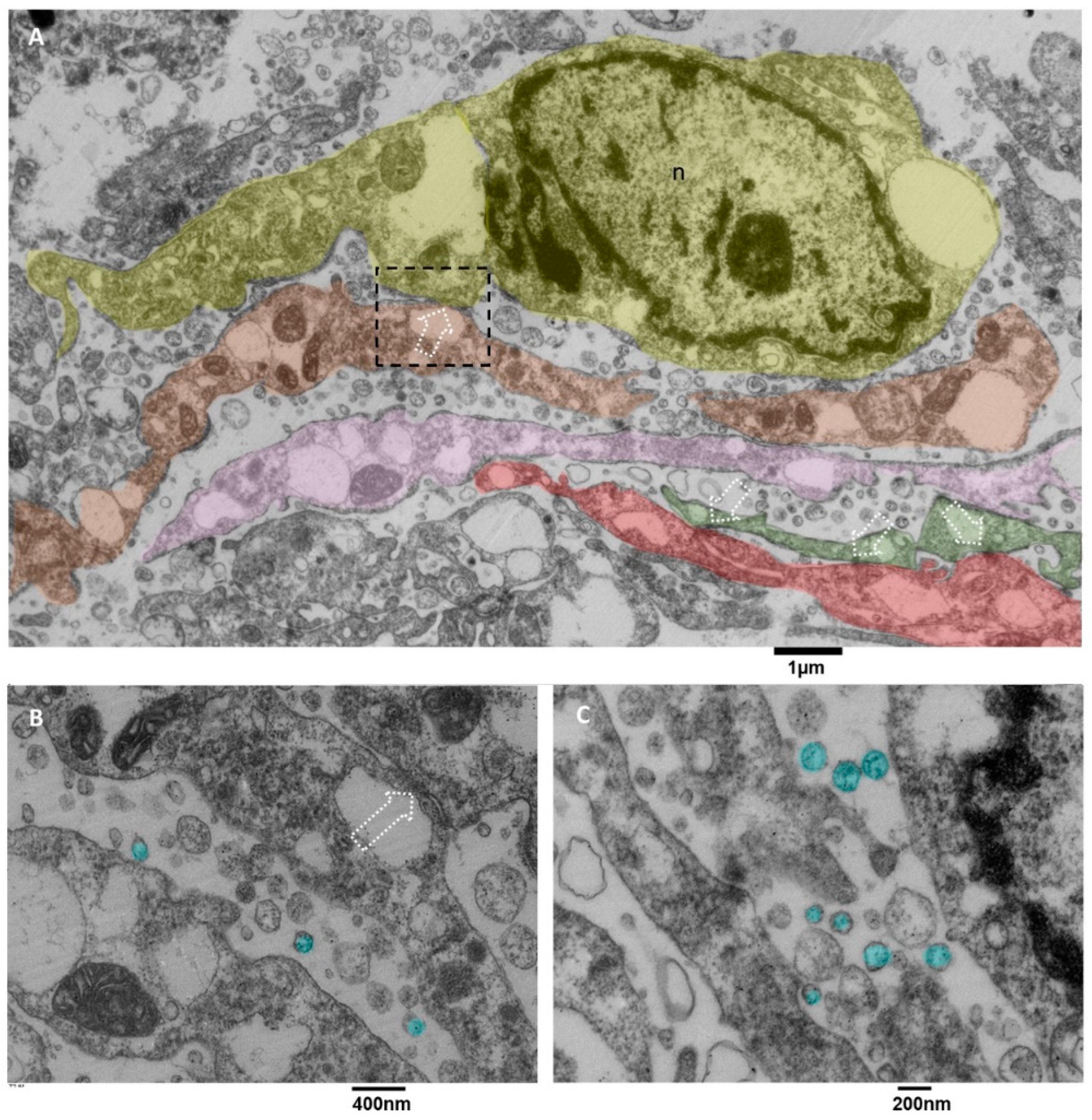 Biomedicines 11 01968 g010 Biomedicines 11 01968 g010