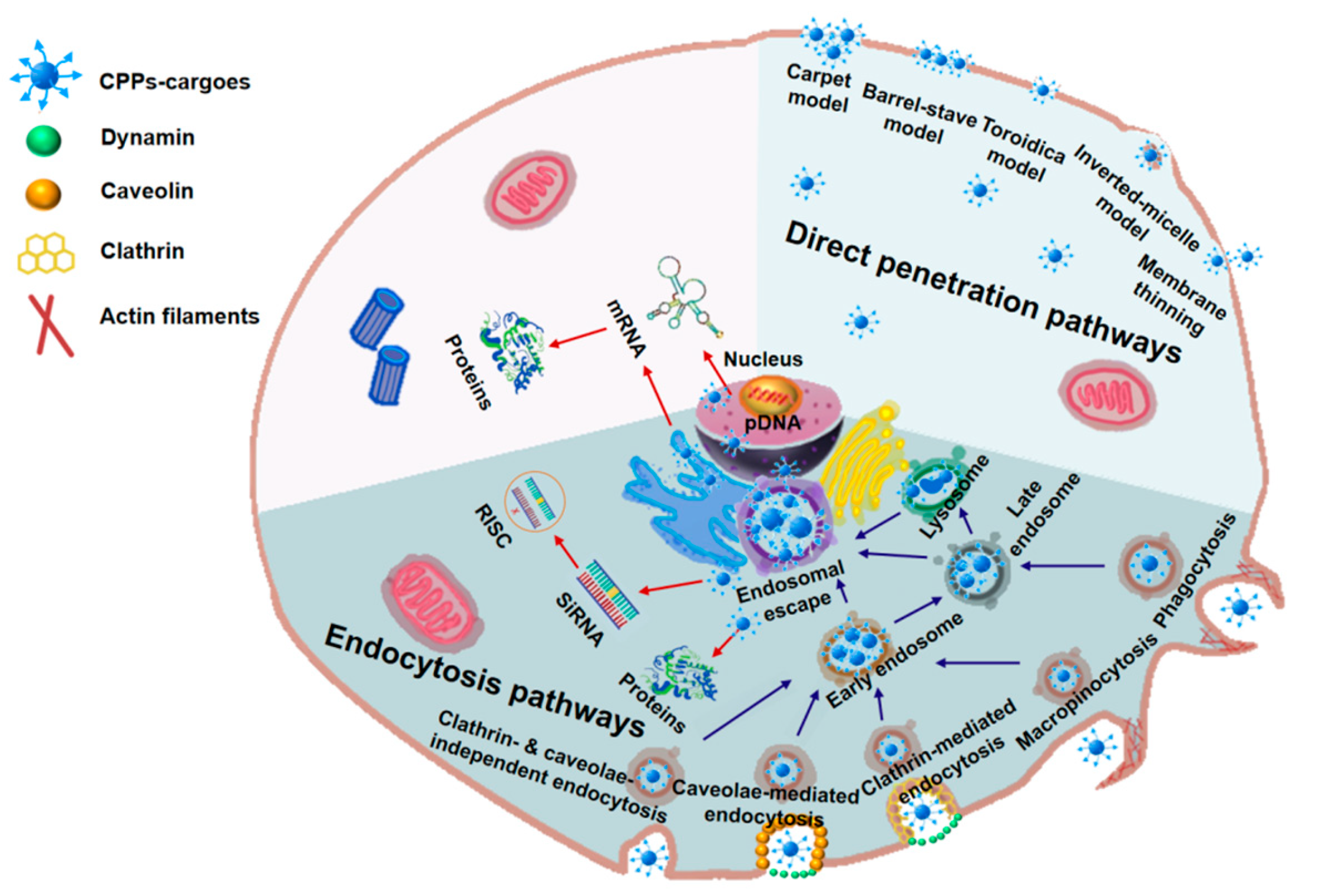 Biomedicines 11 01971 g004