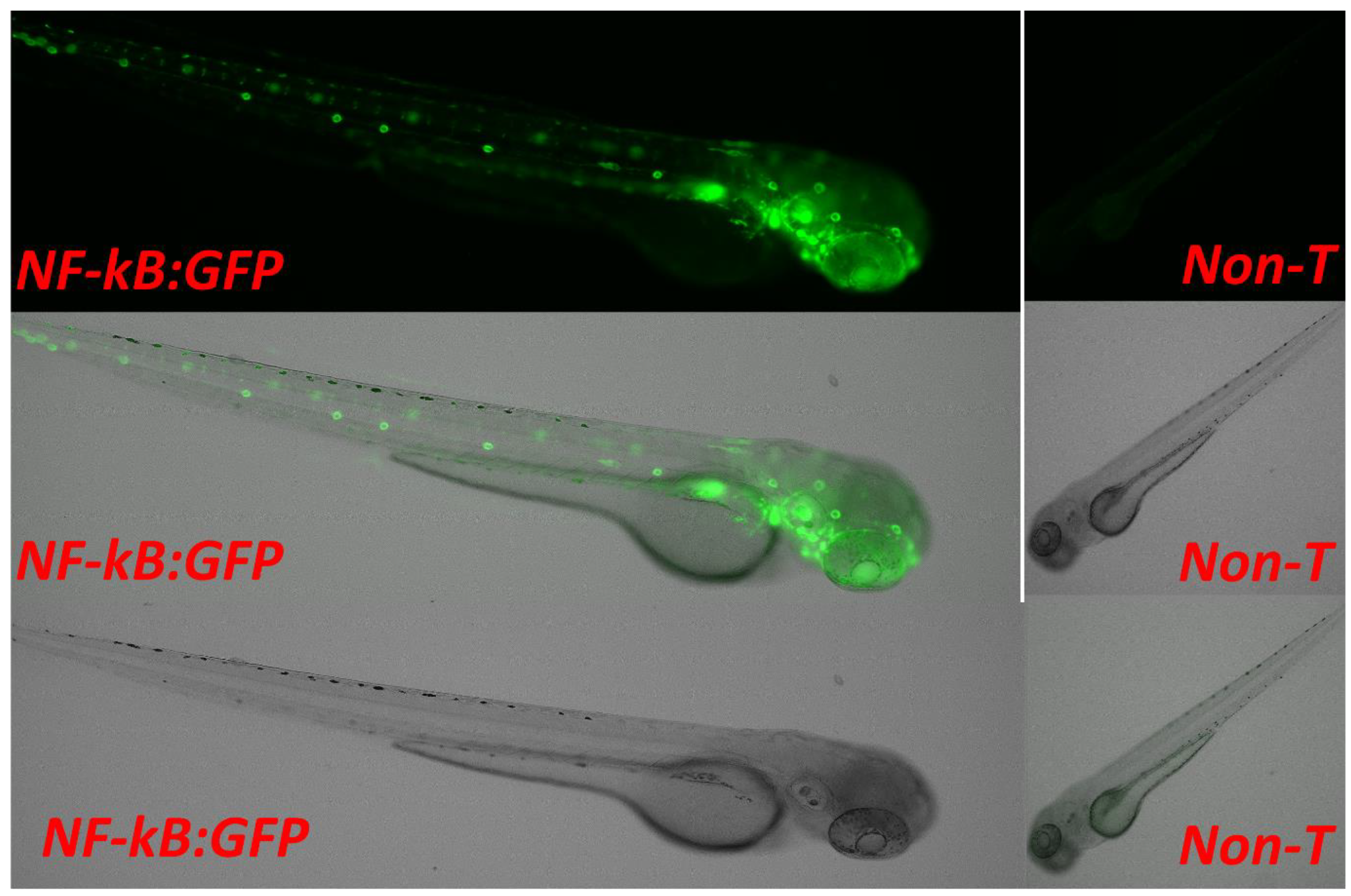 Biomedicines 11 01985 g003 Biomedicines 11 01985 g003