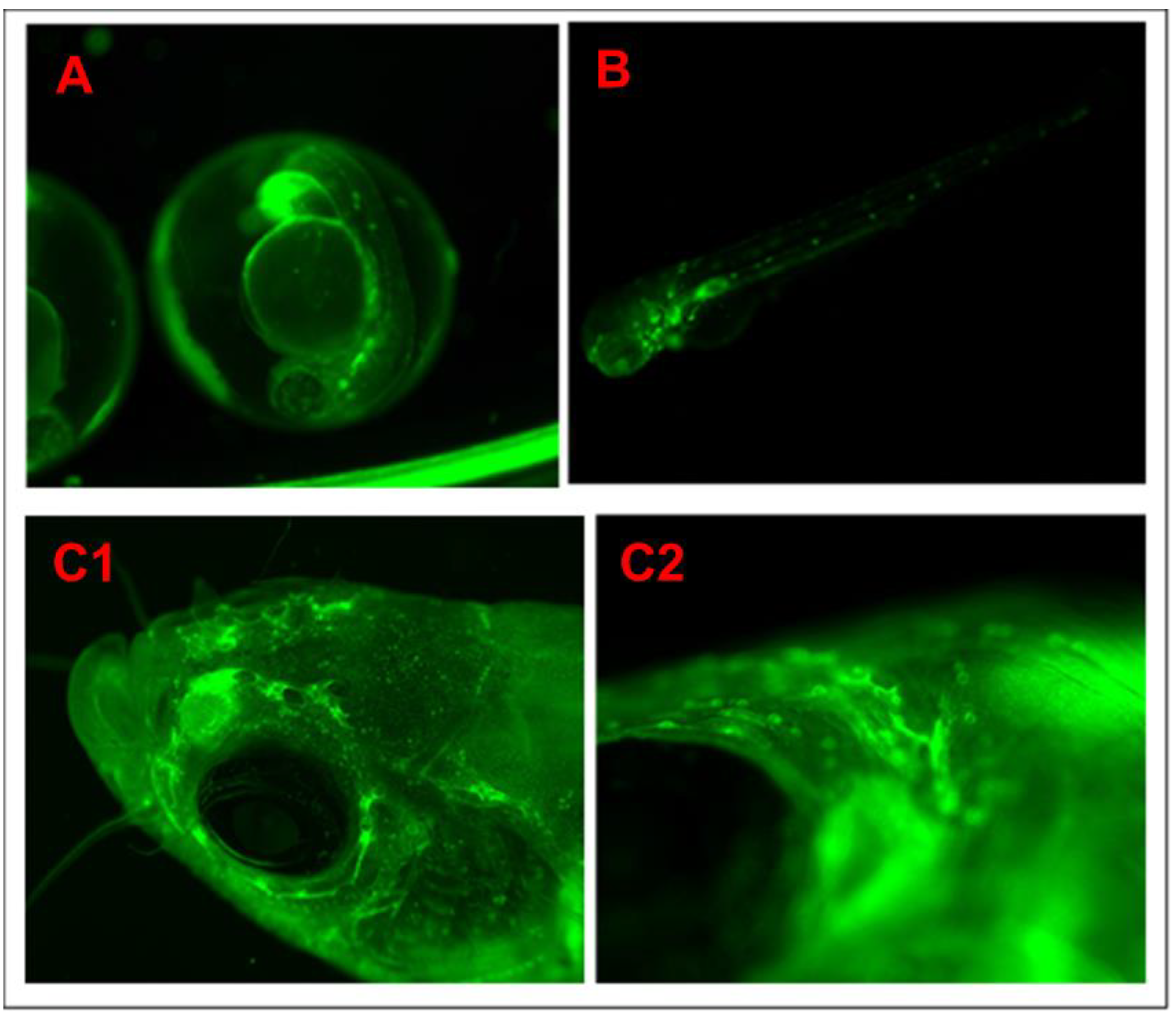 Biomedicines 11 01985 g006 Biomedicines 11 01985 g006