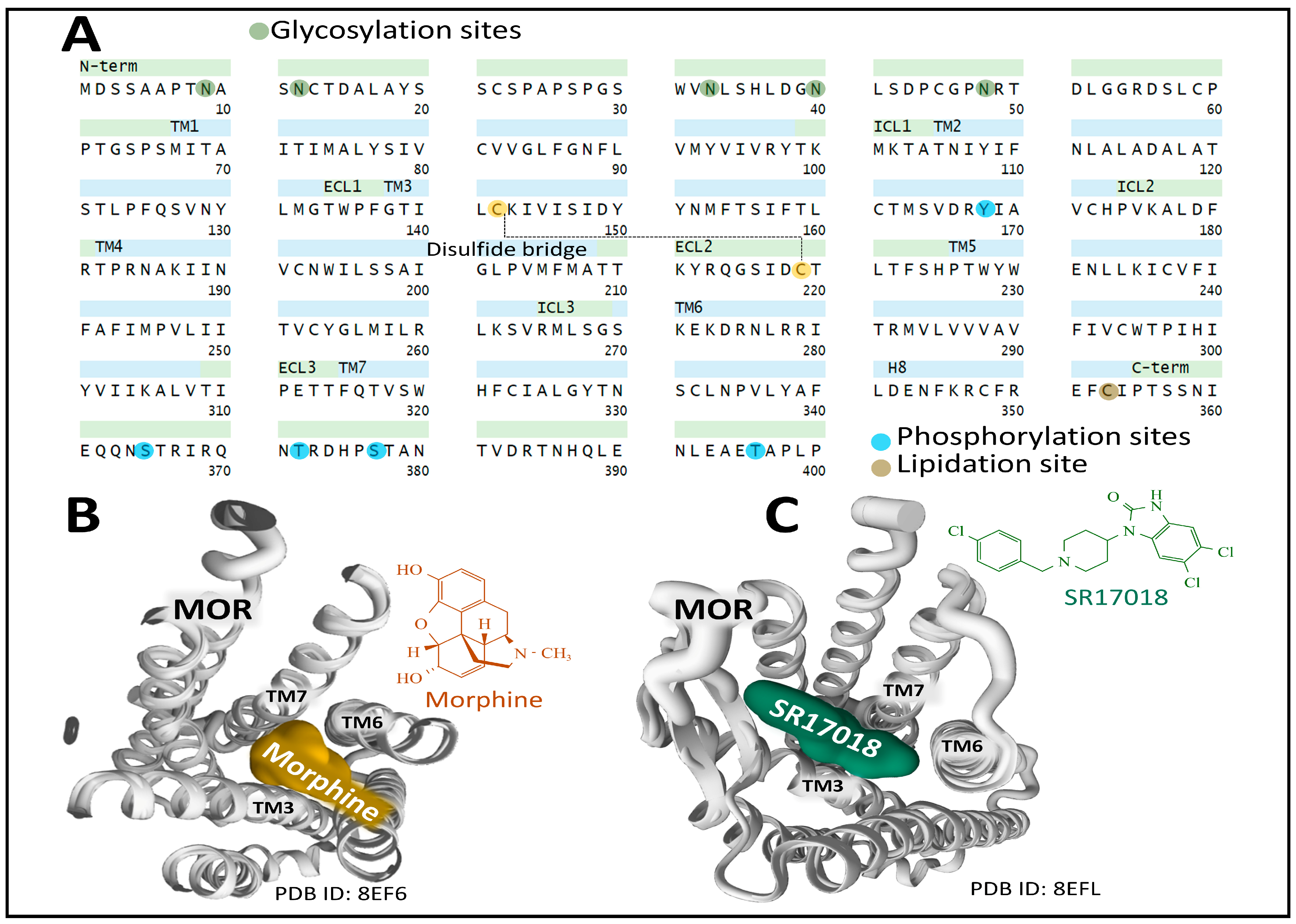 Biomedicines 11 01993 g003