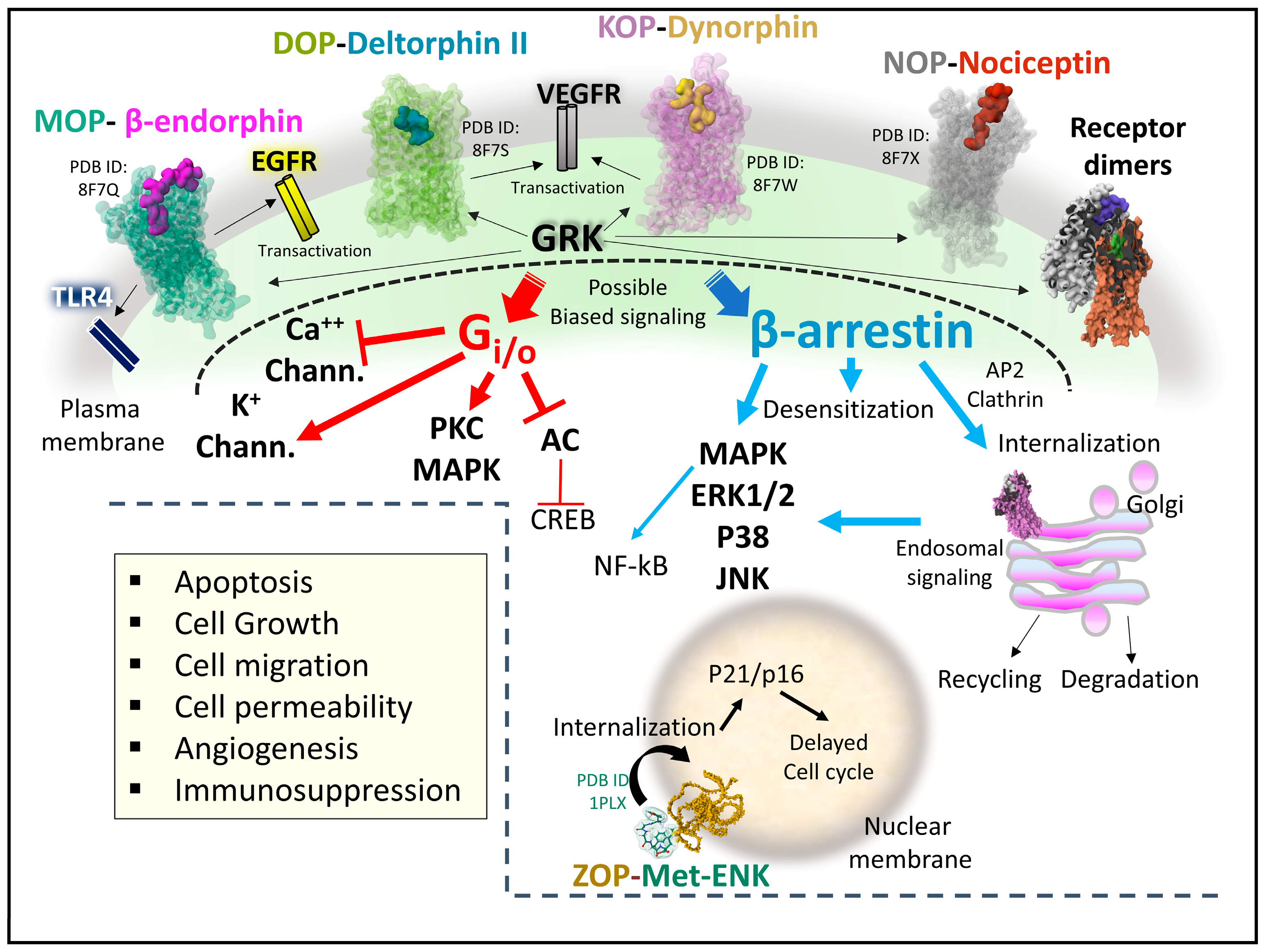 Biomedicines 11 01993 g009