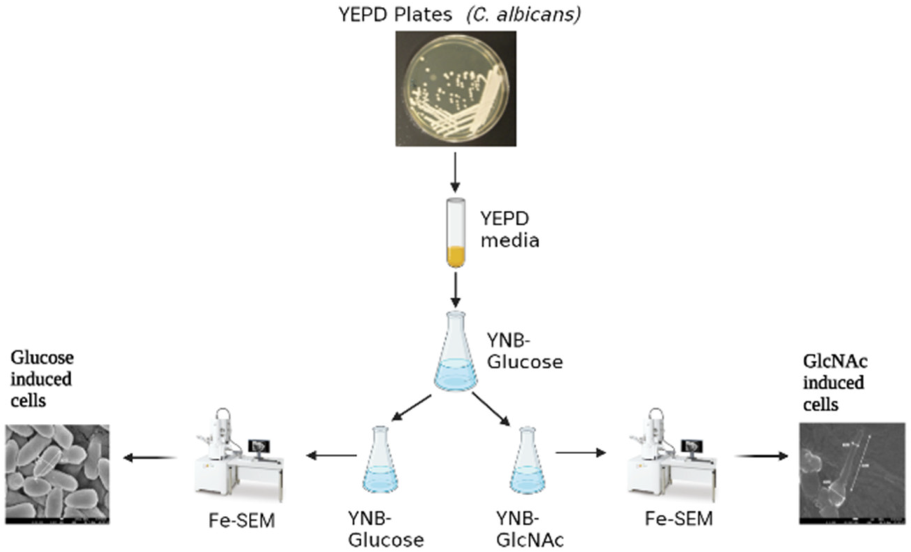 Biomedicines 11 01997 g001