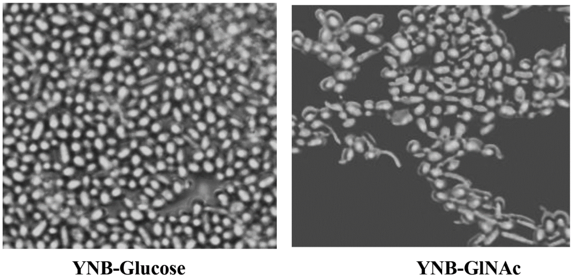 Biomedicines 11 01997 g003