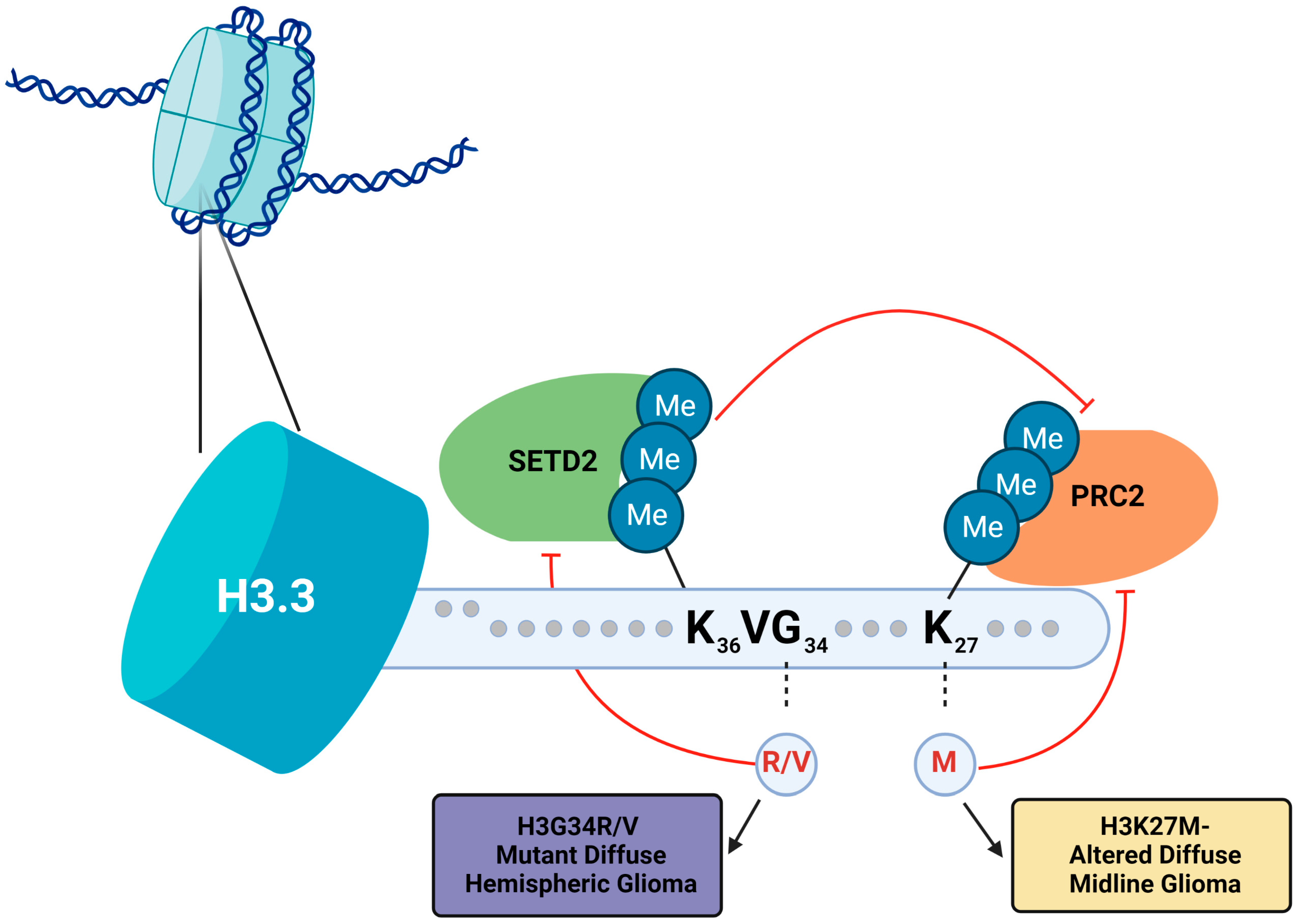 Biomedicines 11 02002 g003 Biomedicines 11 02002 g003
