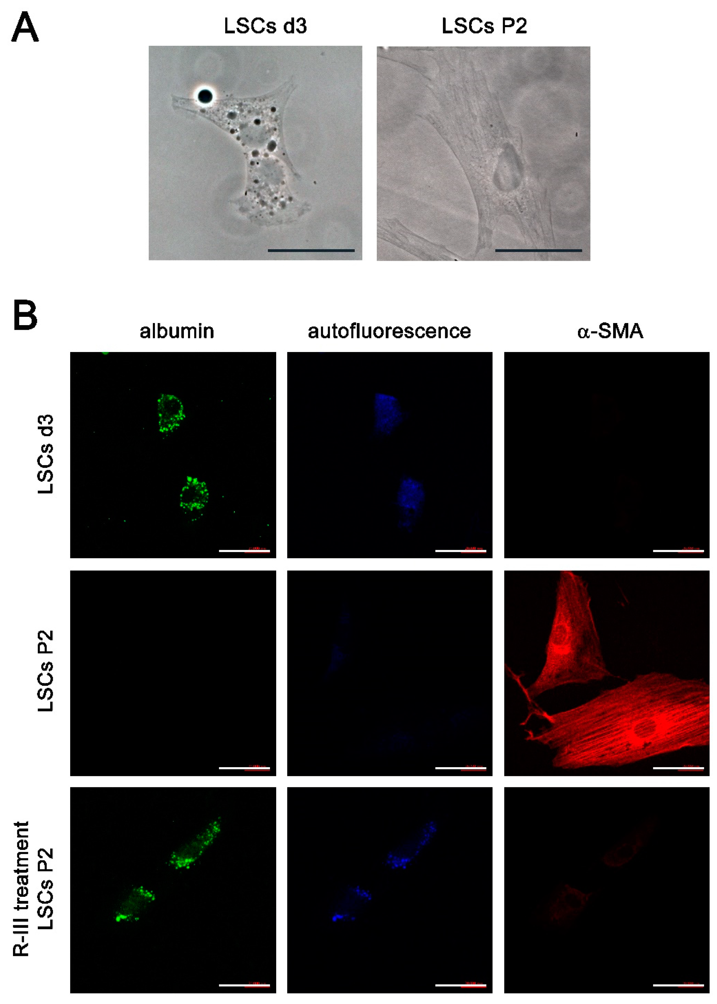 Biomedicines 11 02007 g004 Biomedicines 11 02007 g004