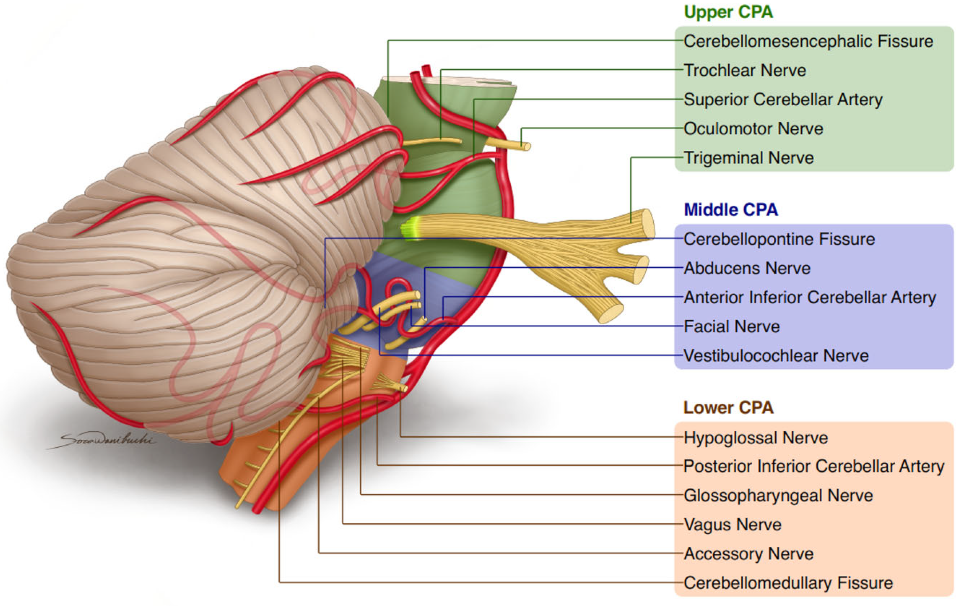 Biomedicines 11 02009 g001
