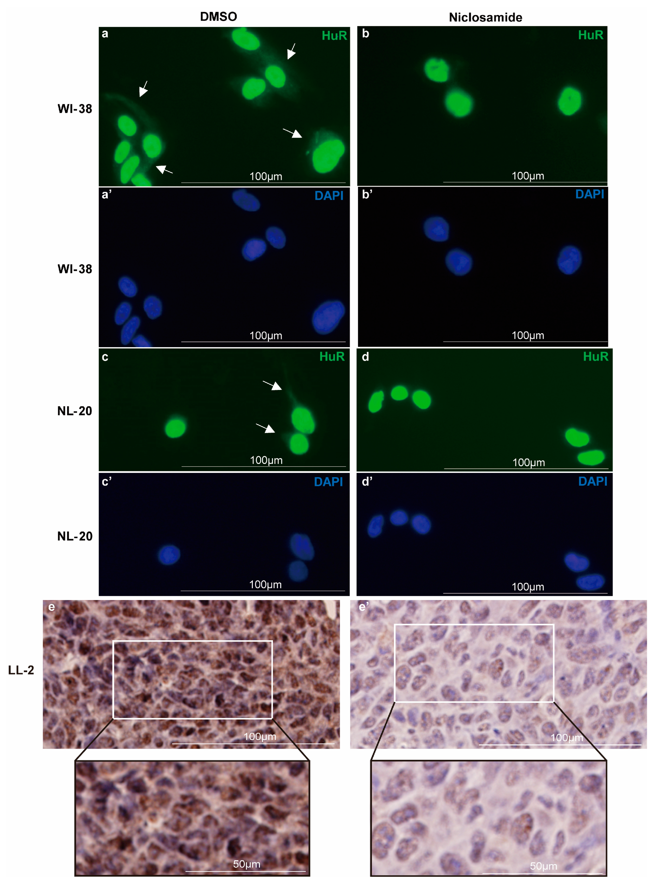Biomedicines 11 02019 g002 Biomedicines 11 02019 g002