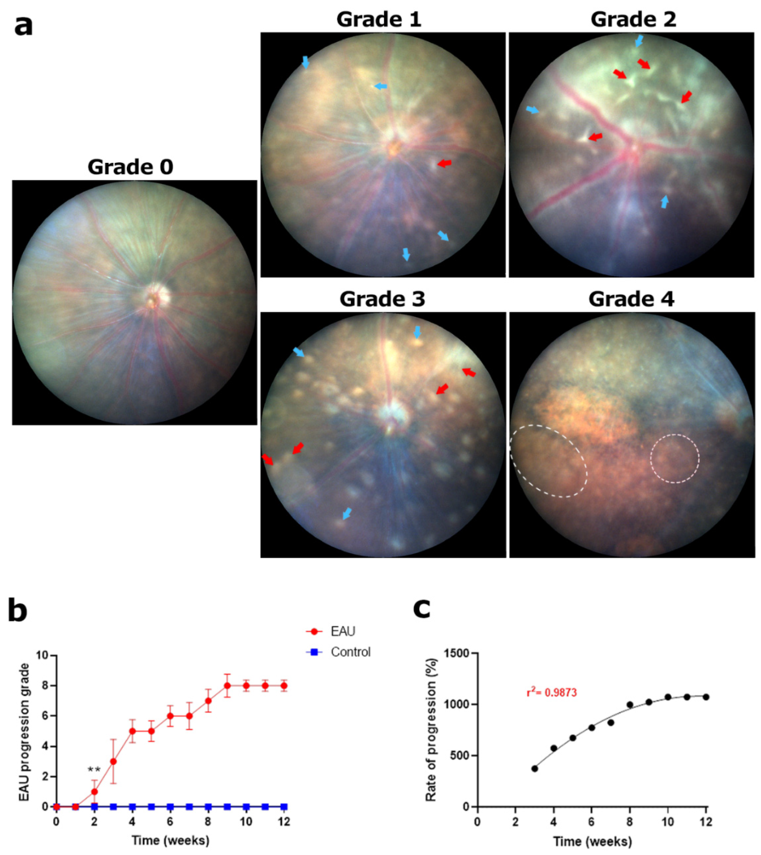 Biomedicines 11 02022 g004 Biomedicines 11 02022 g004