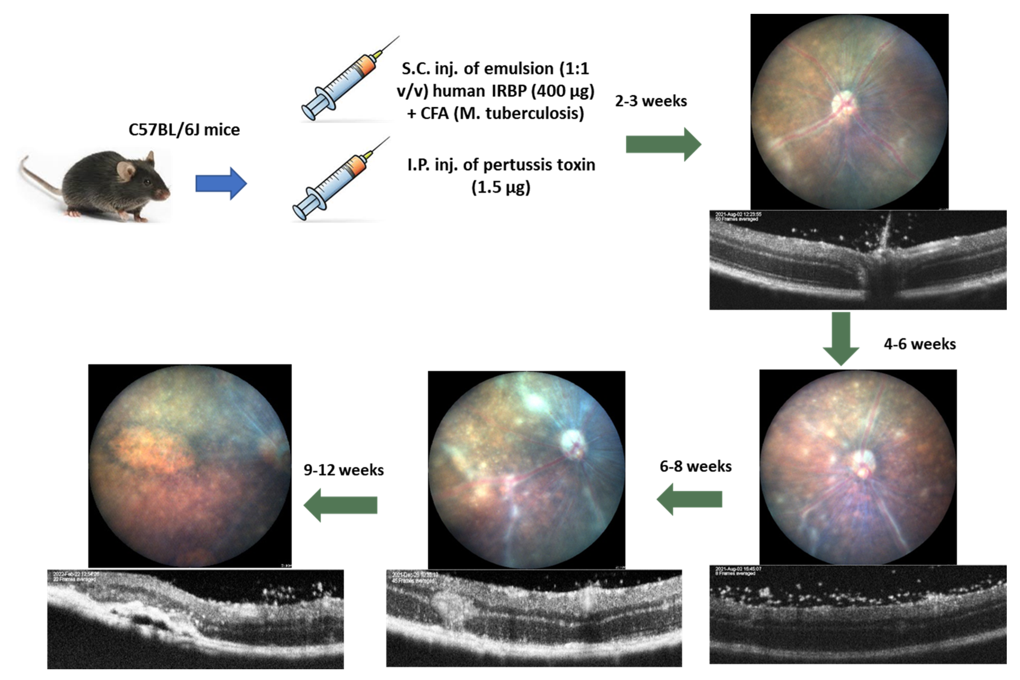Biomedicines 11 02022 g0a1 Biomedicines 11 02022 g0a1