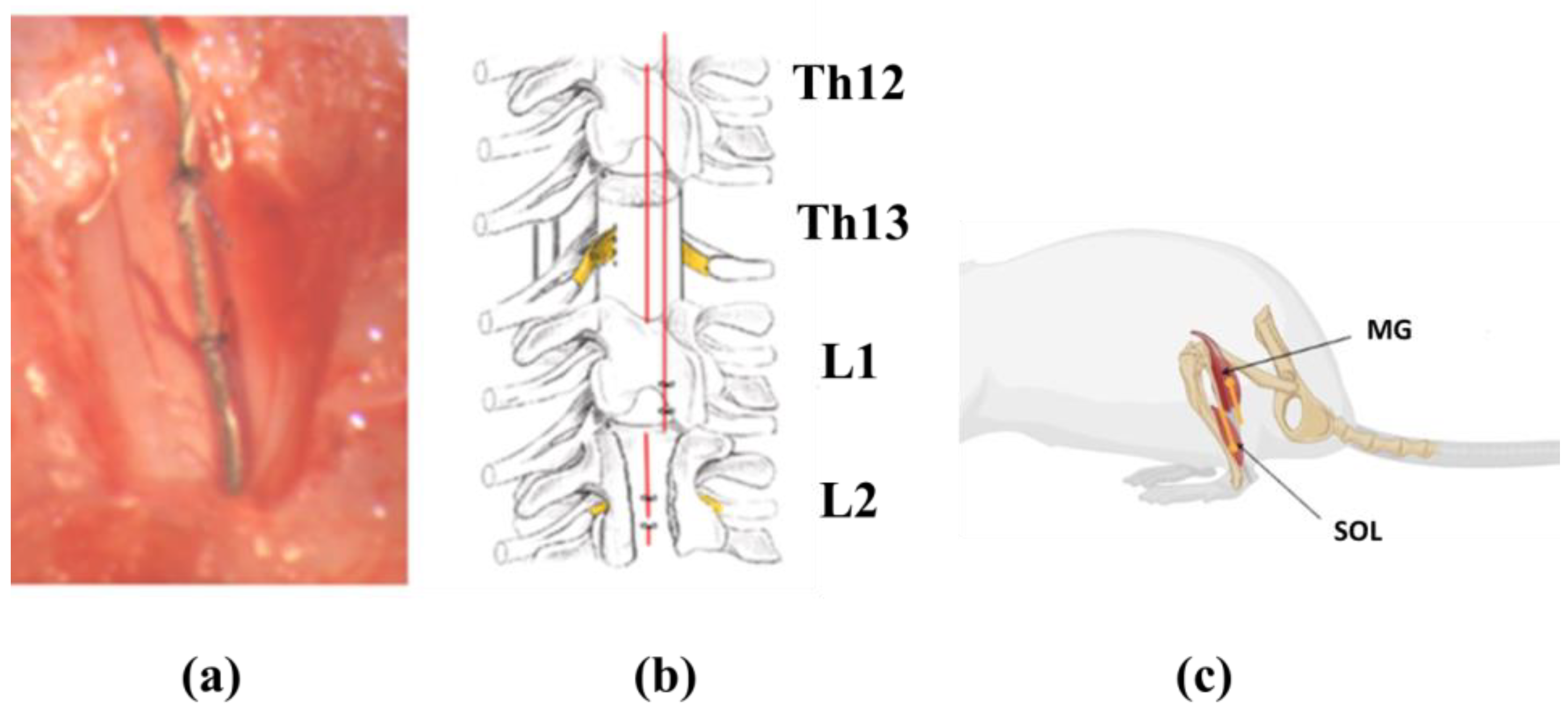 Biomedicines | Free Full-Text | Functional State of the Motor