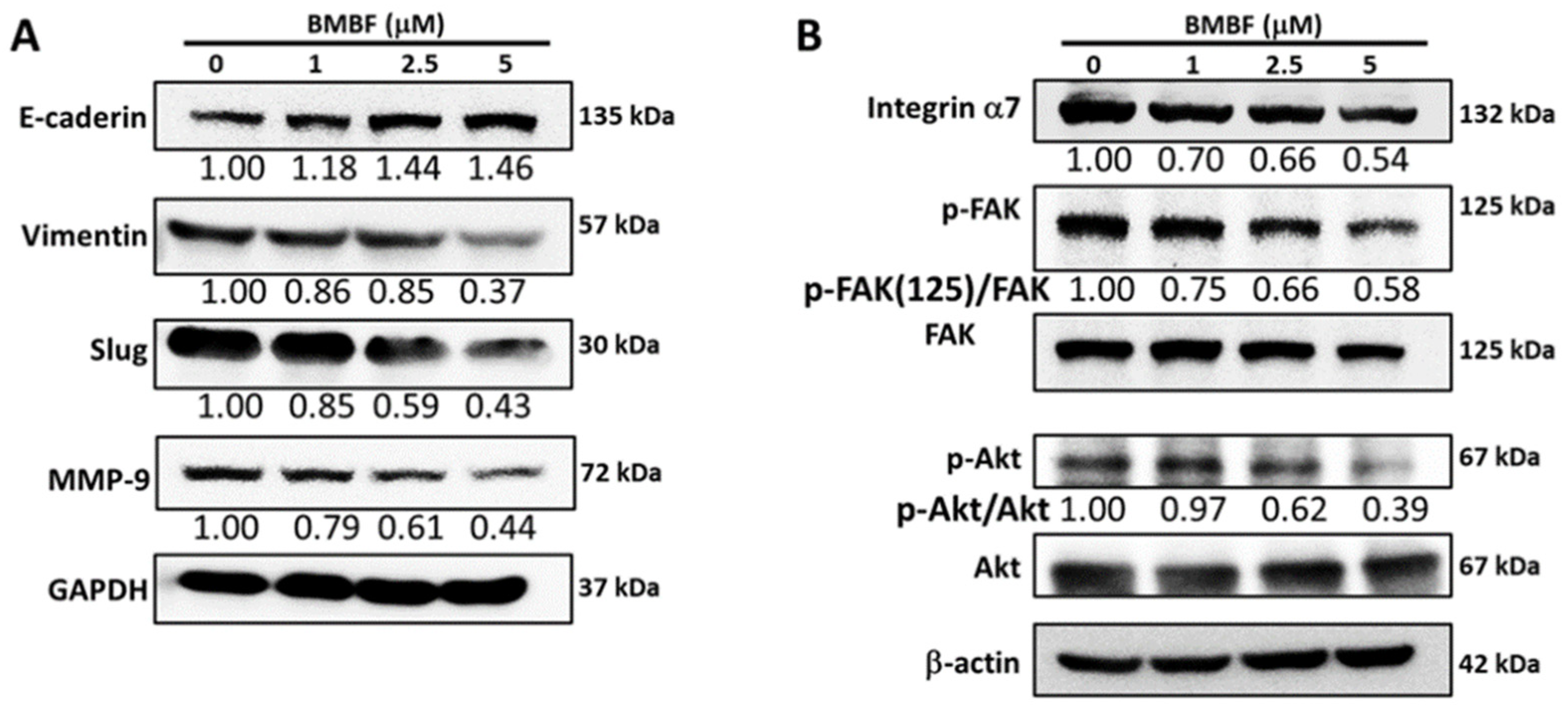 Biomedicines 11 02027 g005 Biomedicines 11 02027 g005