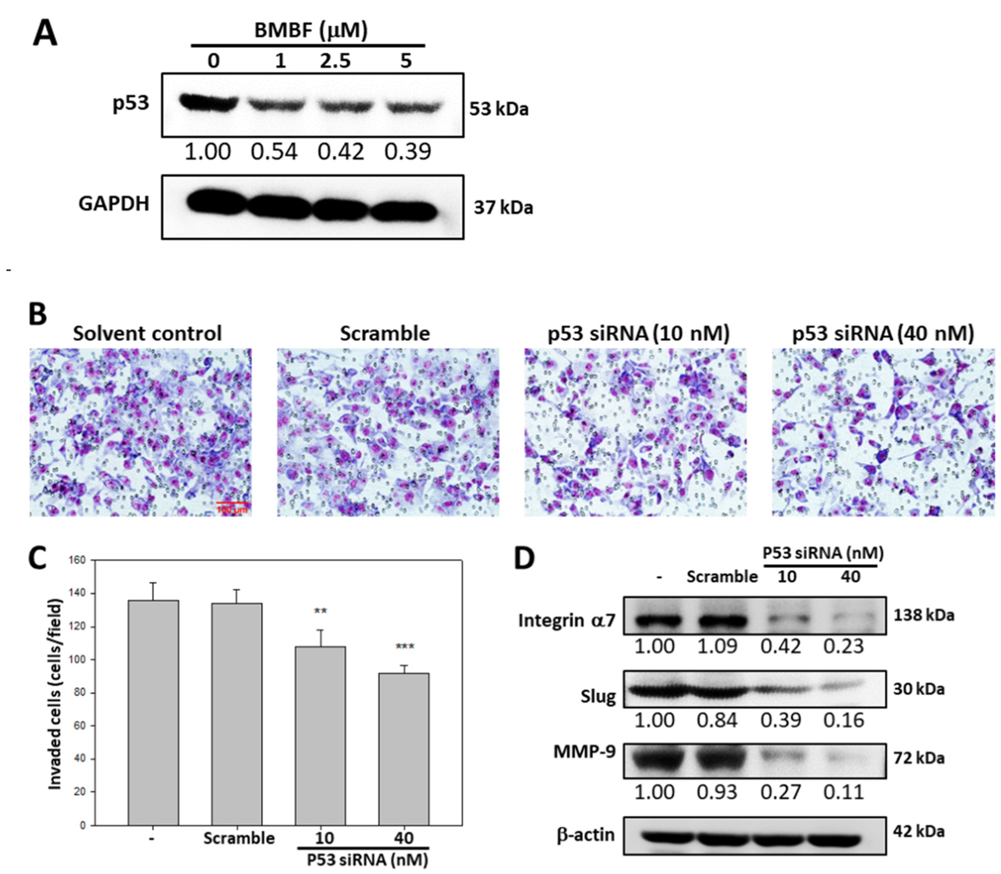 Biomedicines 11 02027 g006 Biomedicines 11 02027 g006