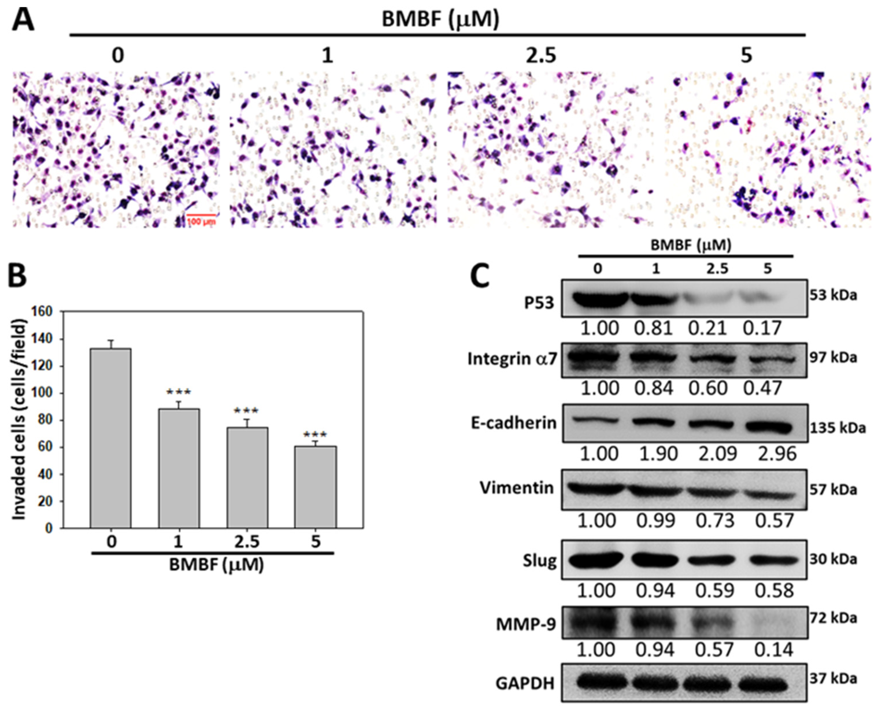 Biomedicines 11 02027 g007 Biomedicines 11 02027 g007